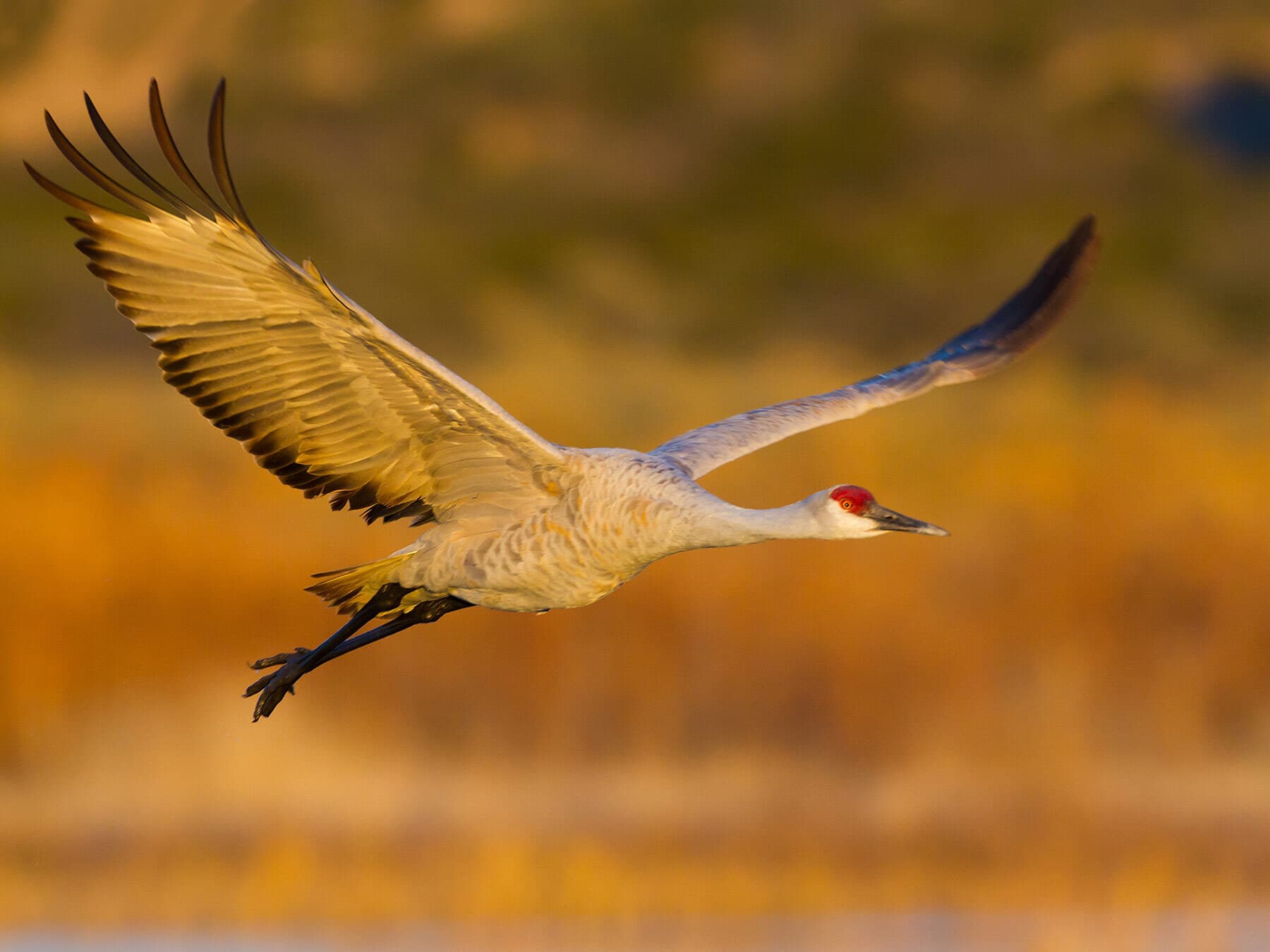 Sandhill crane in flight