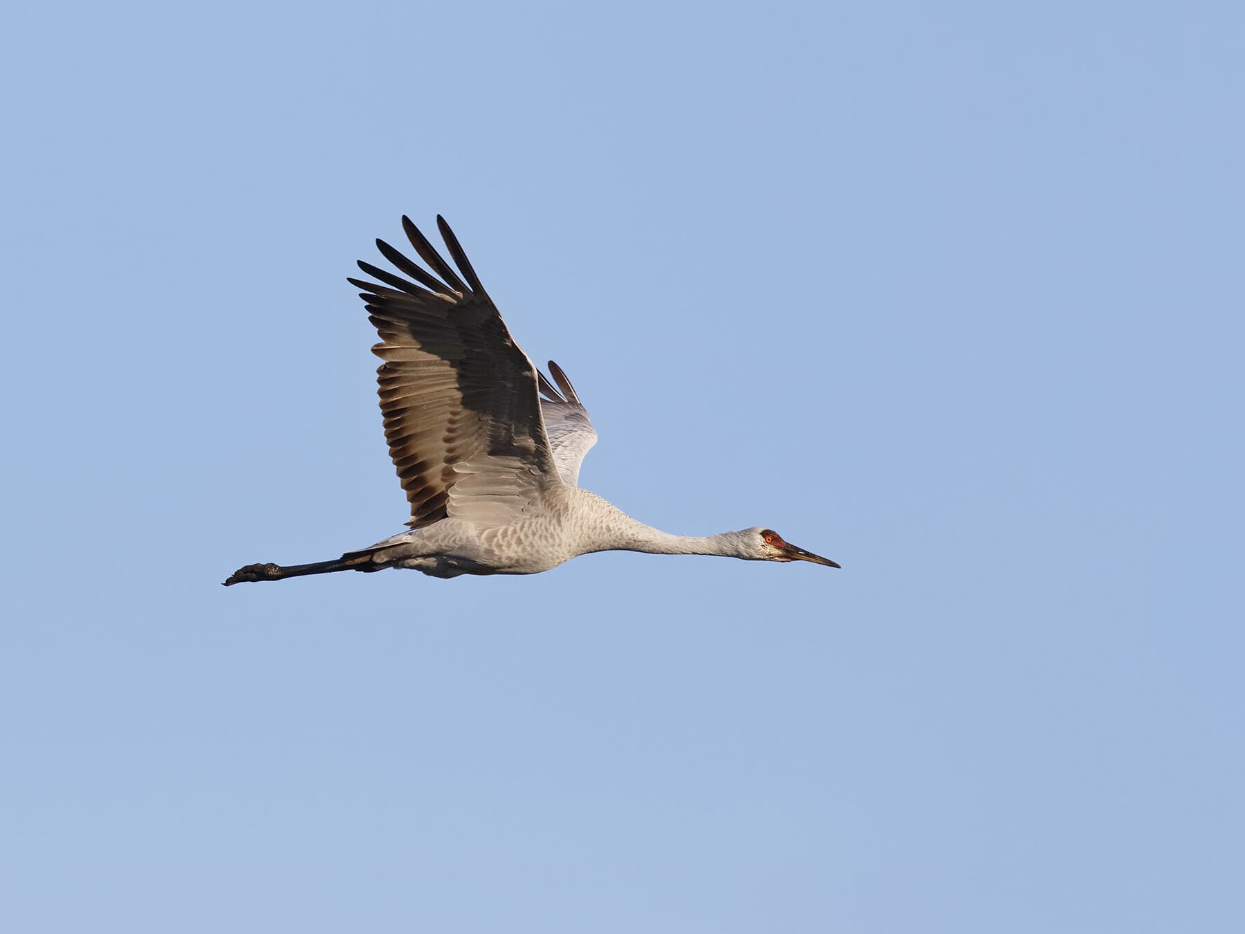 Sandhill crane in flight