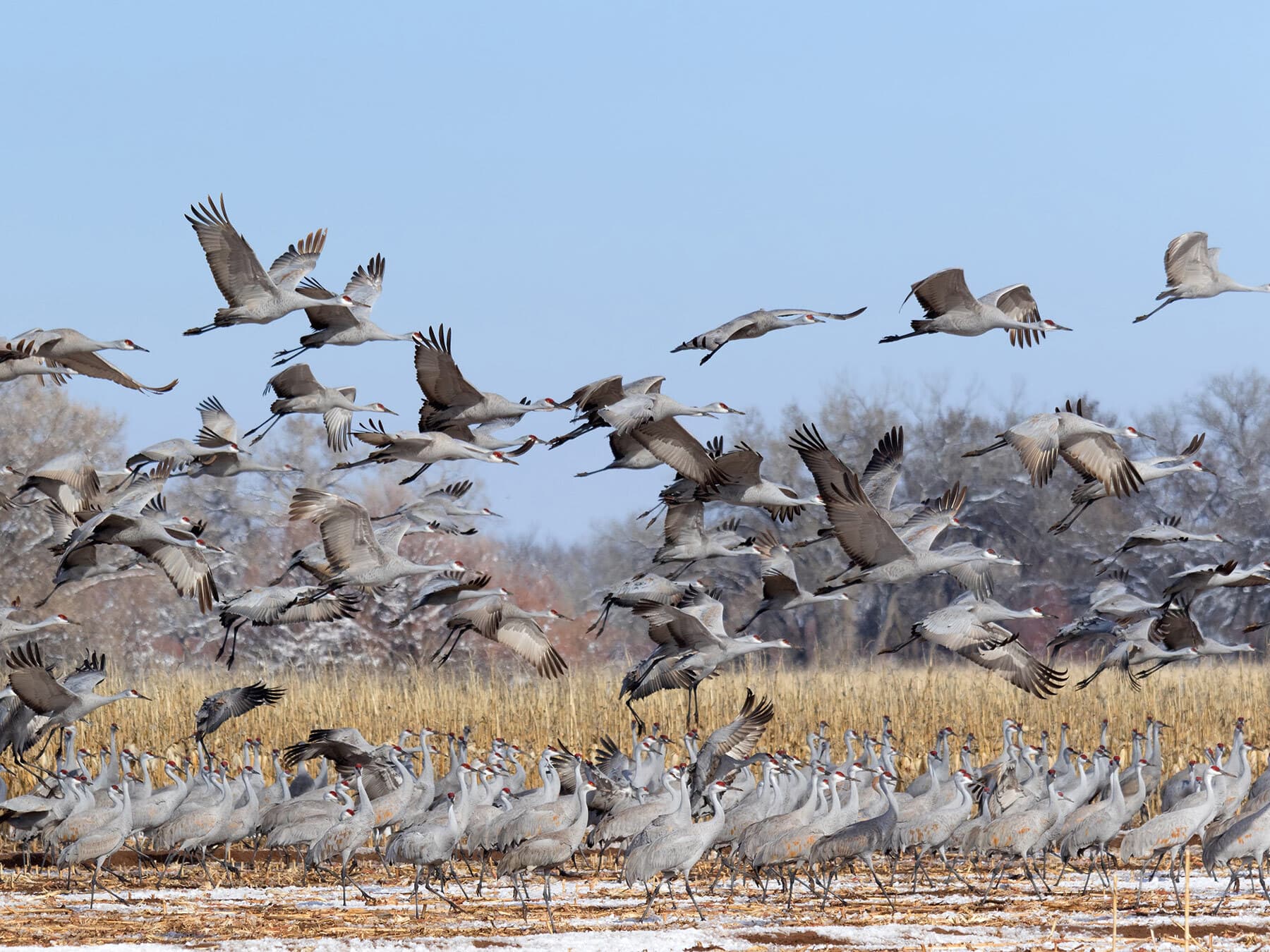 Sandhill crane migration