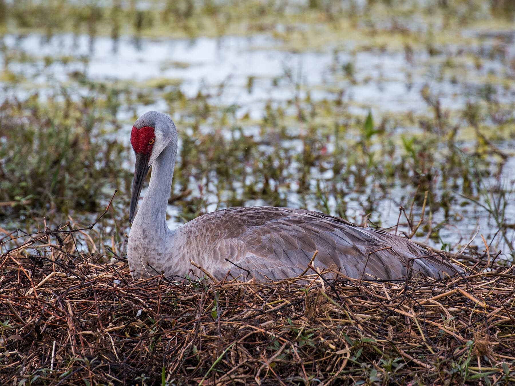 Sandhill crane nest