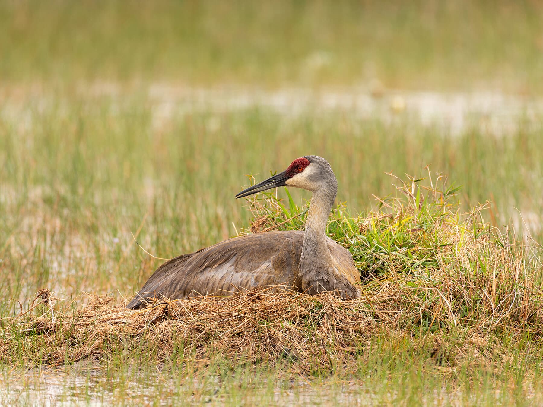 Sandhill crane on nest