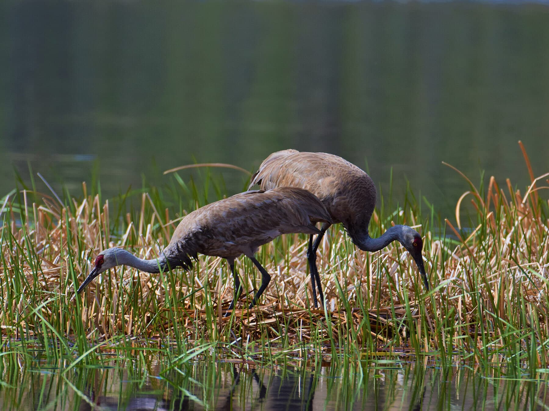 Sandhill crane pair building nest