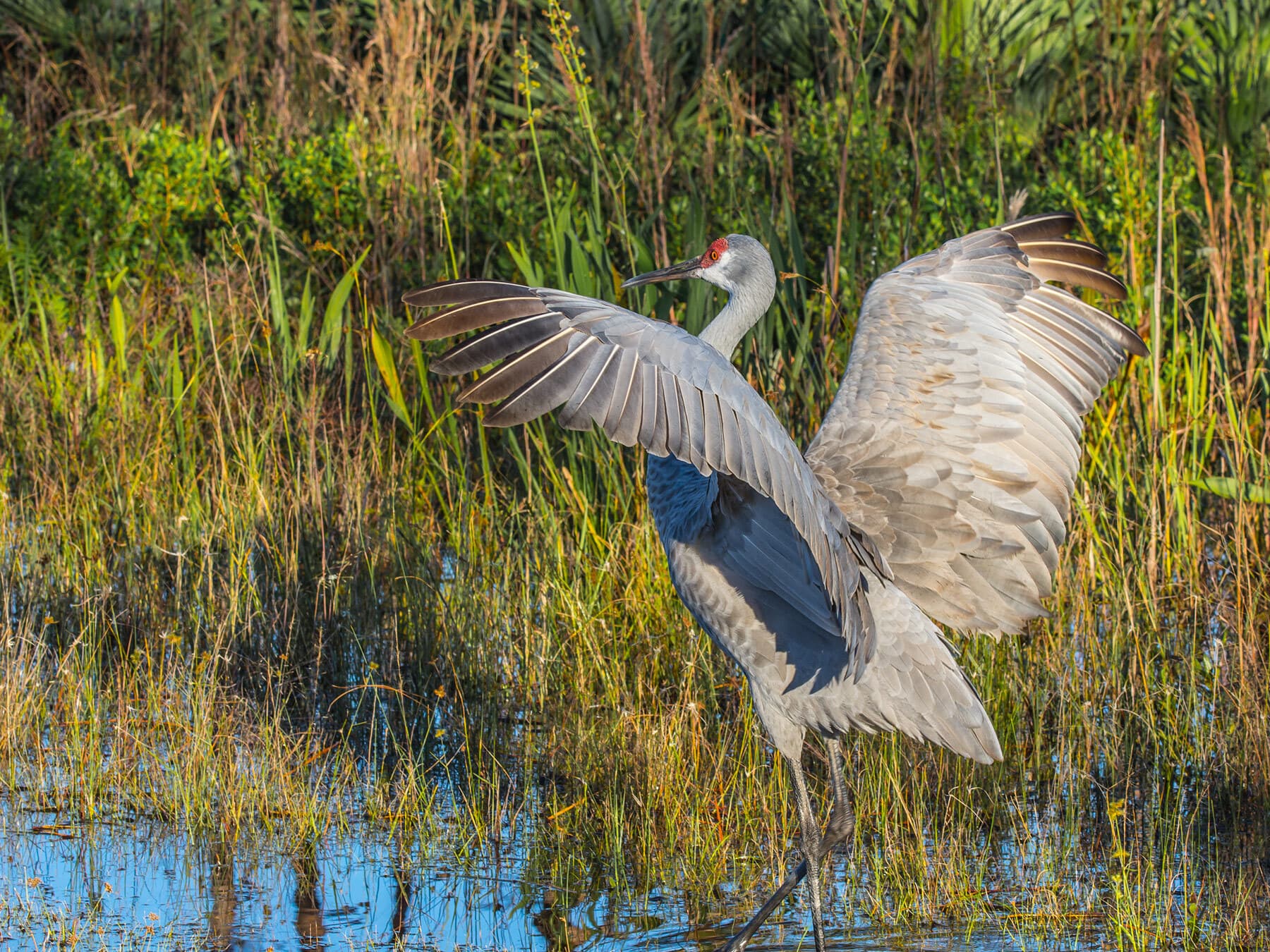 Sandhill crane spreading wings