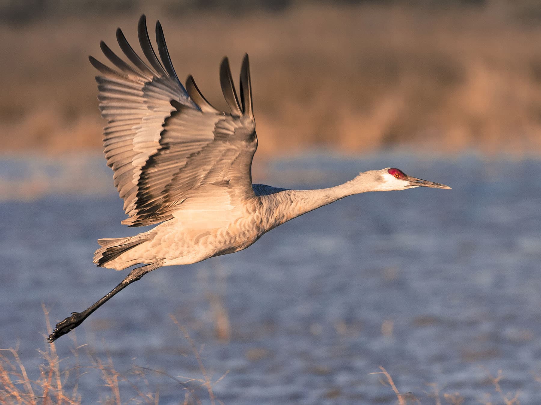 Sandhill Crane taking off