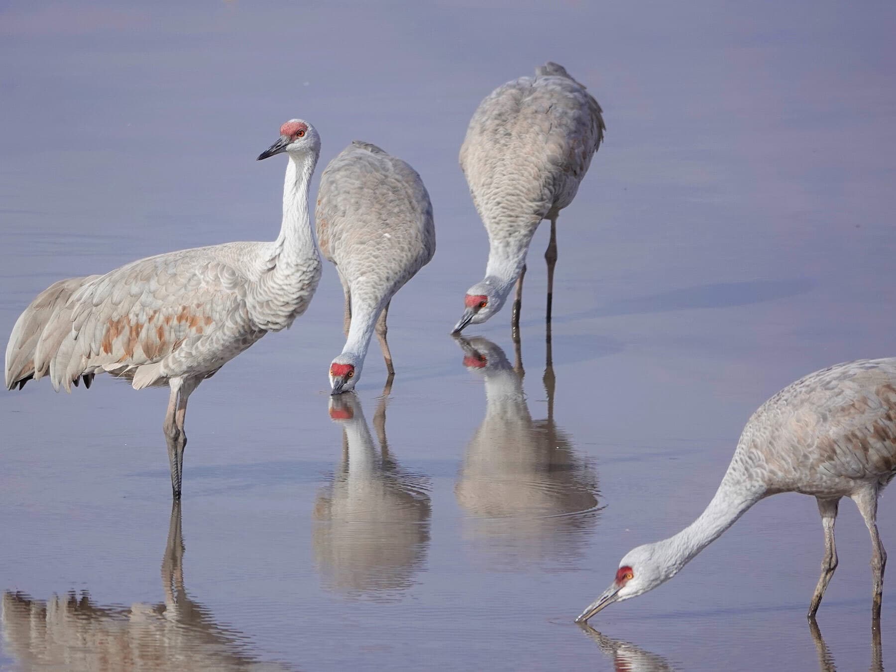 Sandhill cranes drinking water