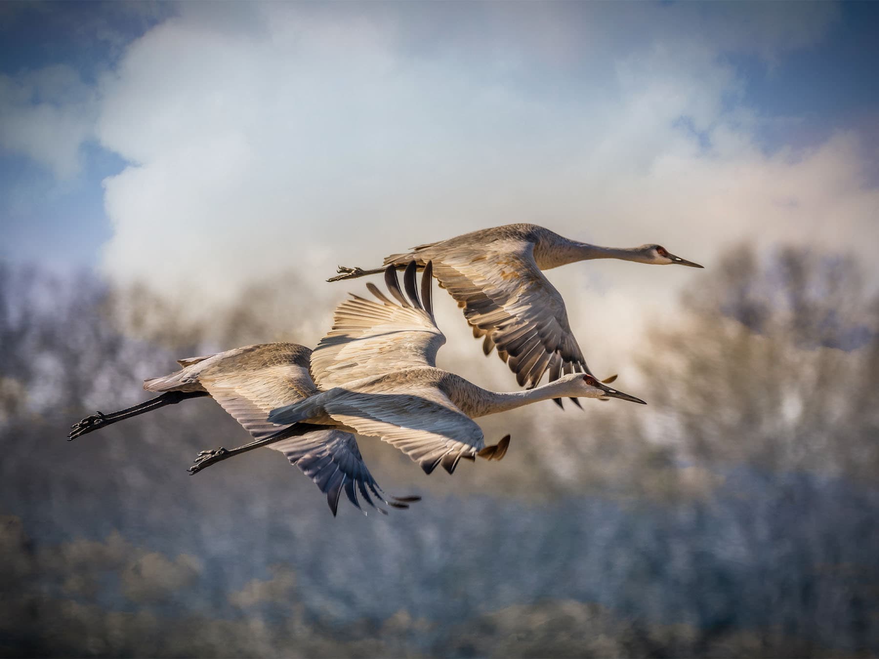 Sandhill cranes during migration