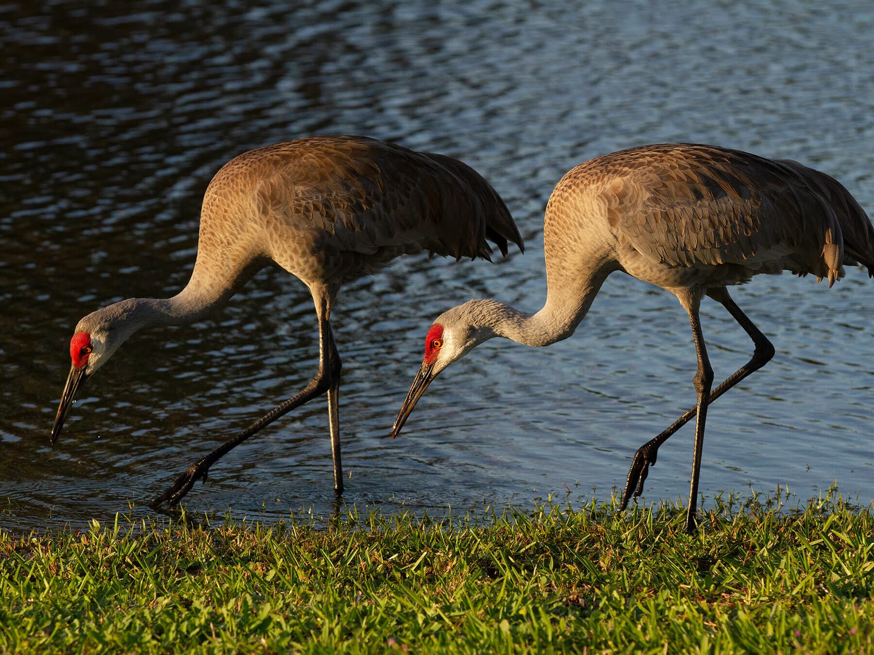 Sandhill cranes foraging