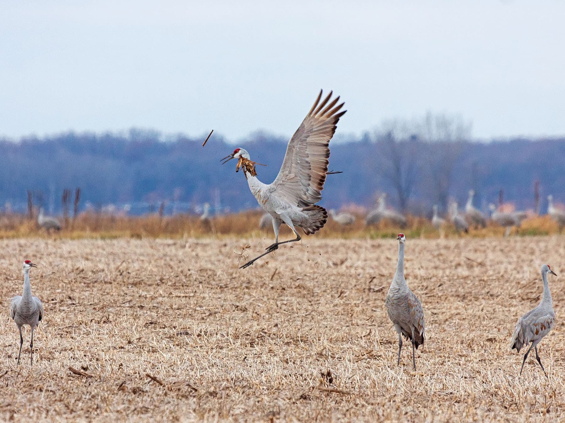 Sandhill Cranes foraging in a recently ploughed field, tossing ears of corn about