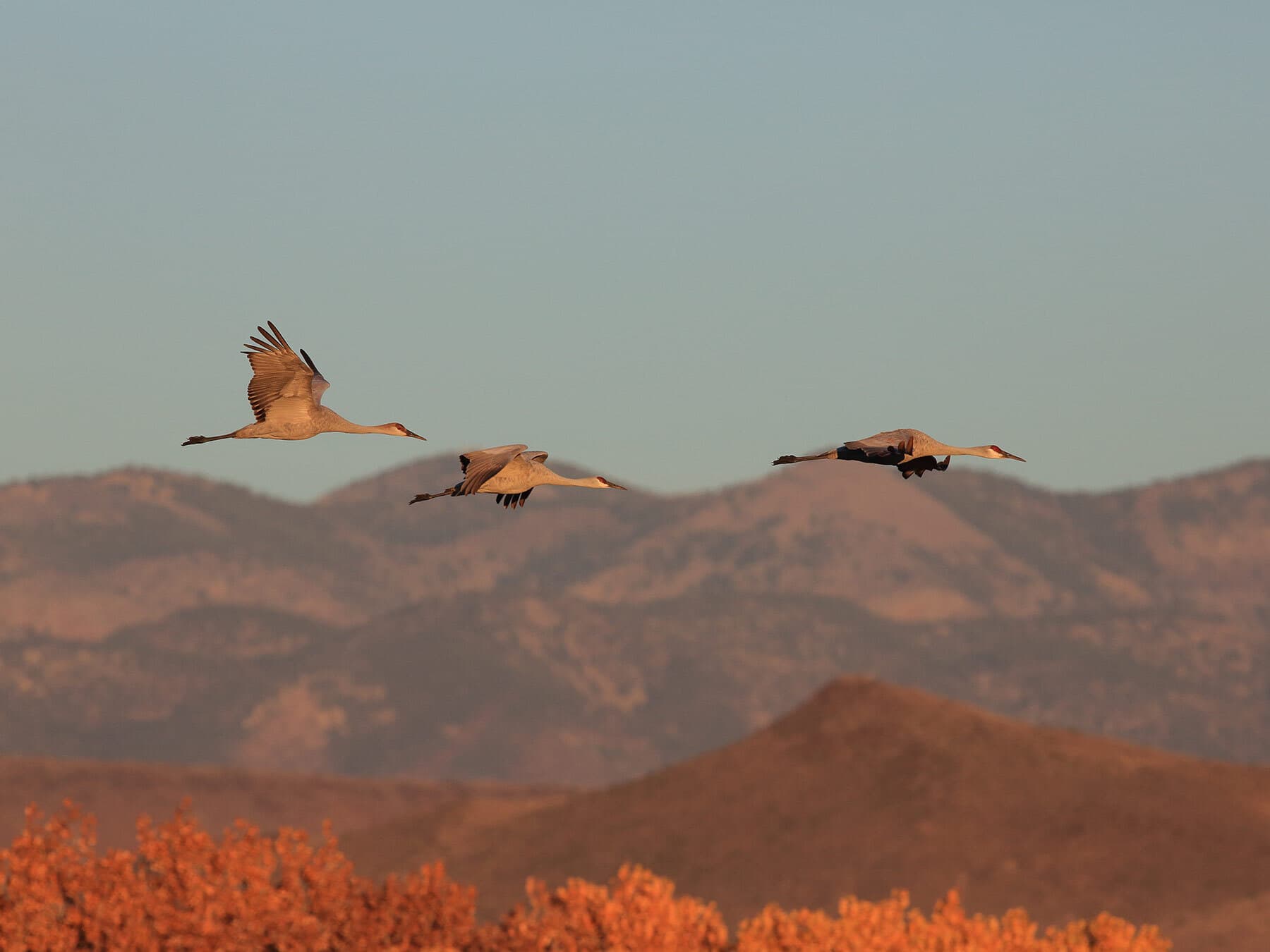 Sandhill cranes in flight