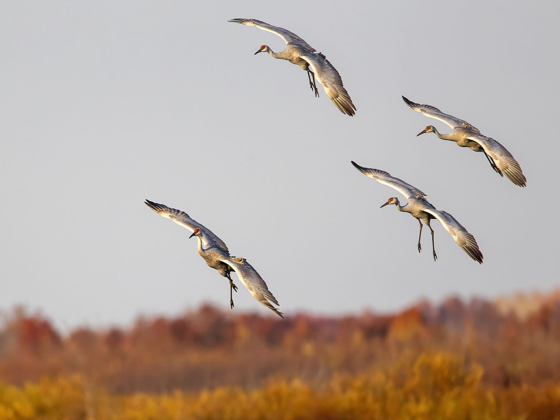 A group of Sandhill Cranes coming in to land during spring migration