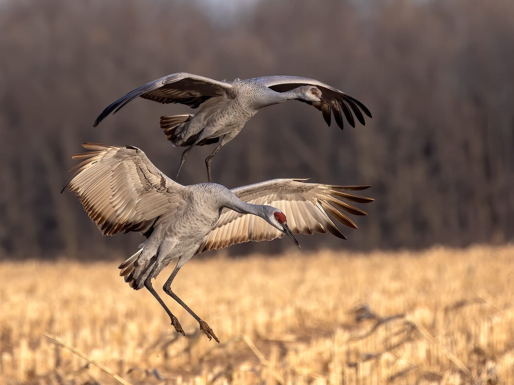Sandhill cranes wisconsin