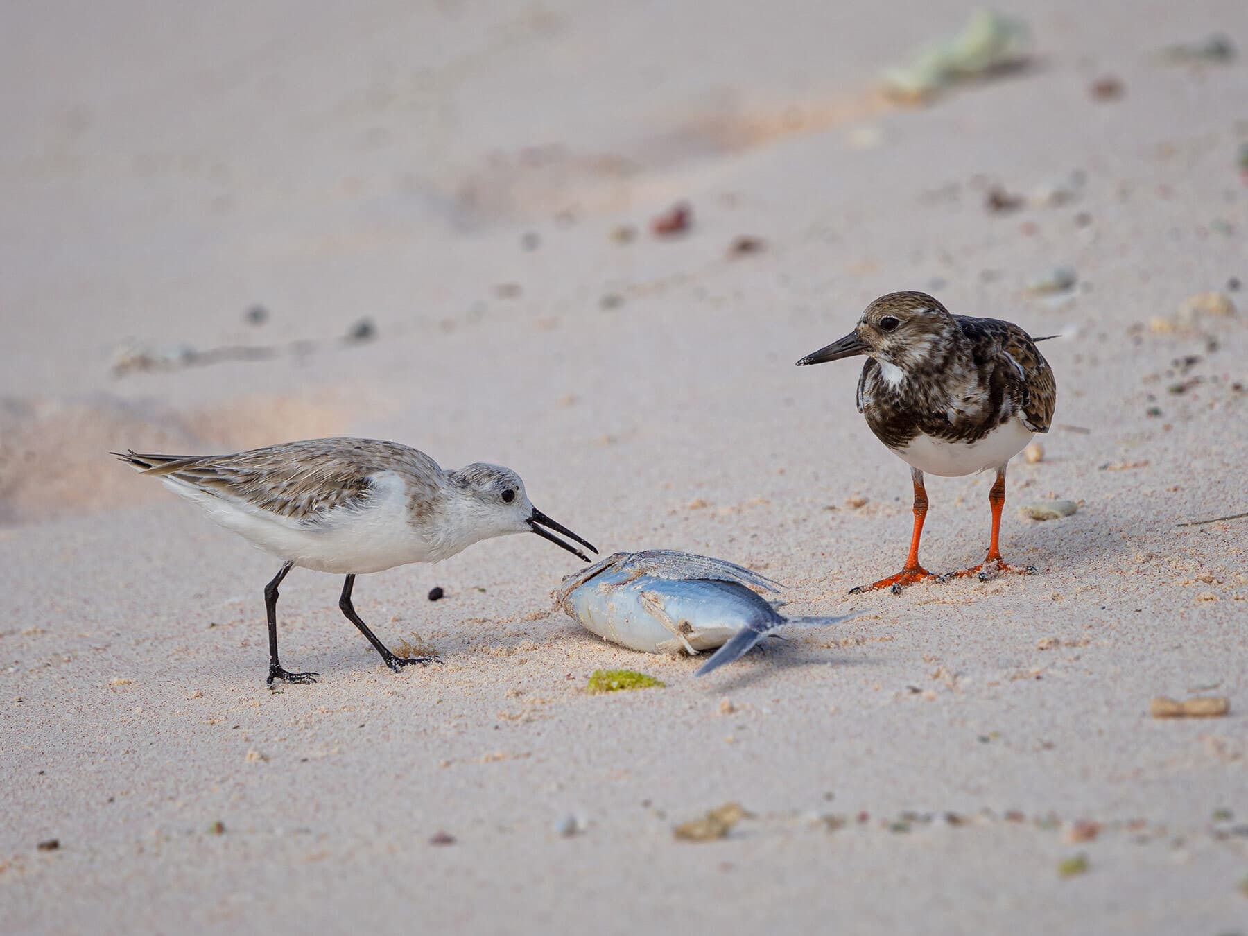 Sandpiper eating fish