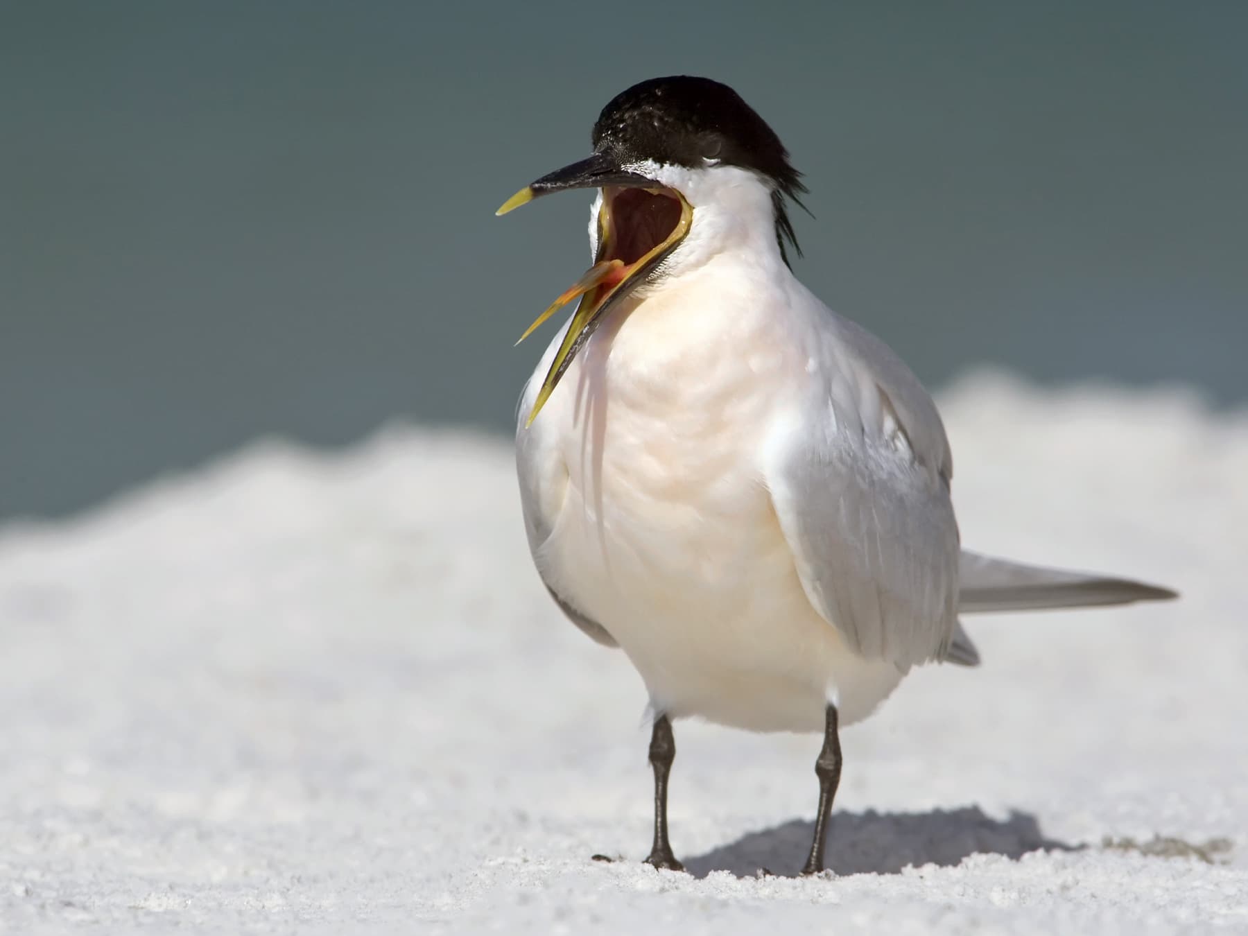 Sandwich Tern crying out