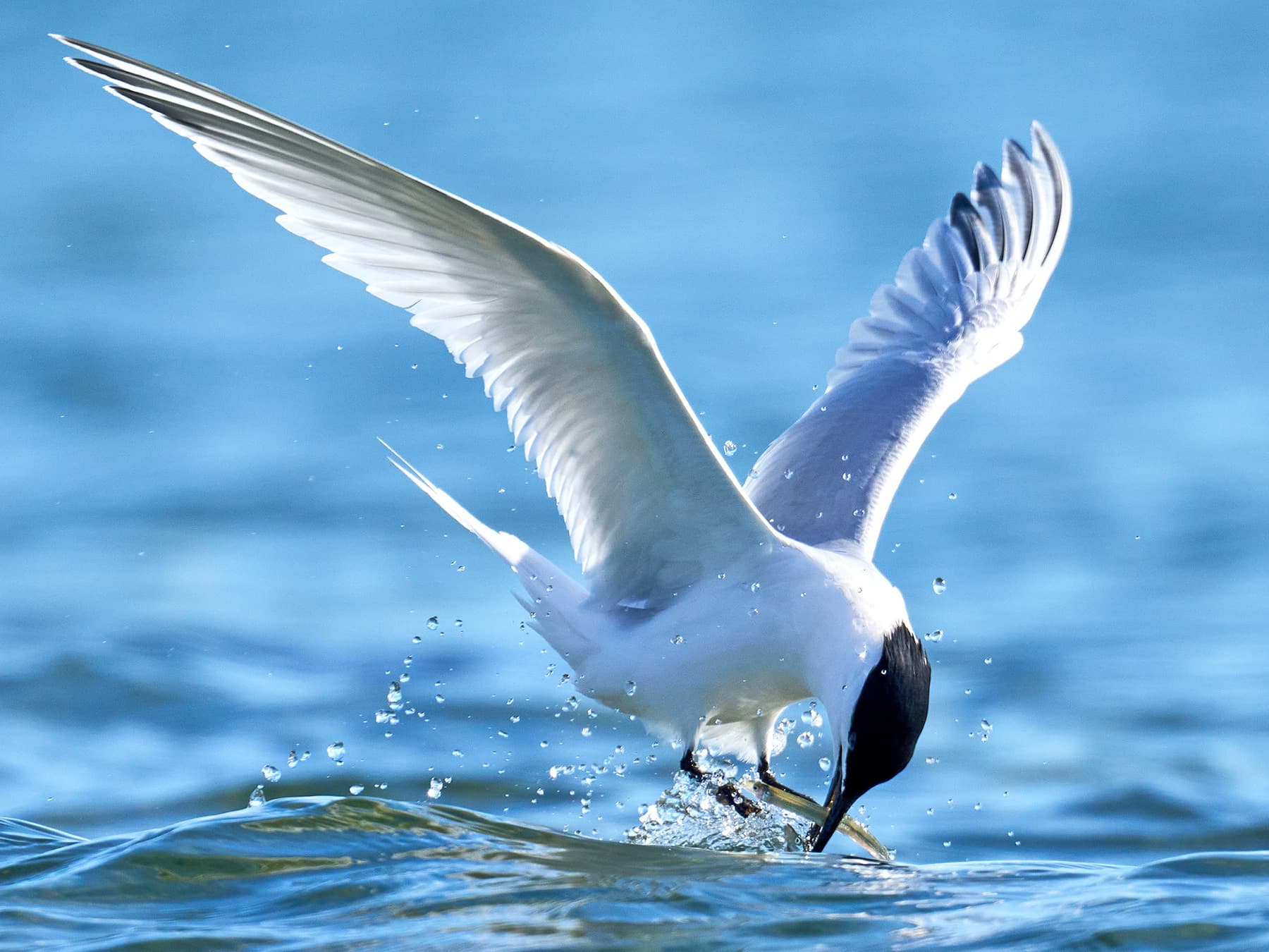 Sandwich Tern catching small fish