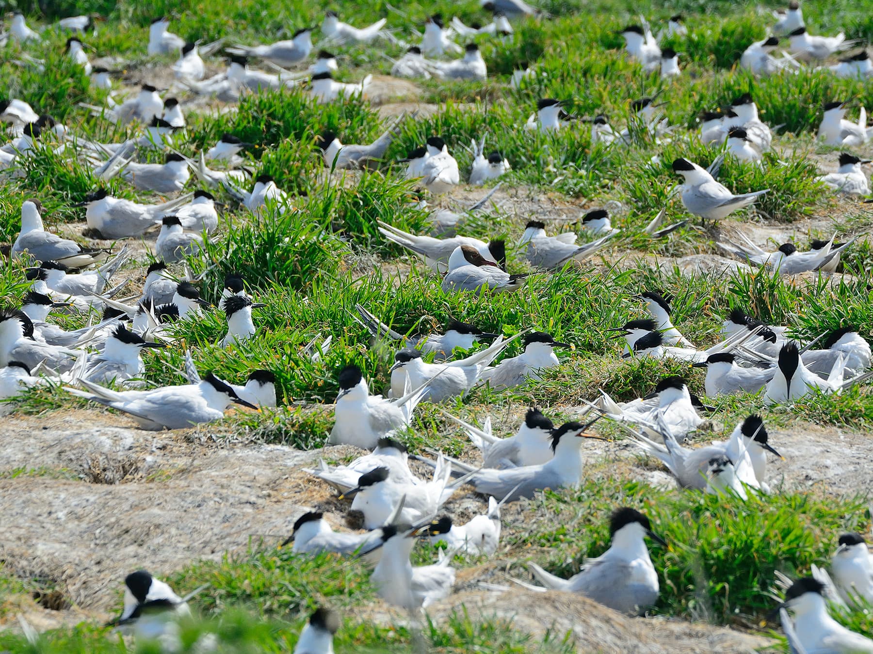 Colony of Sandwich Terns