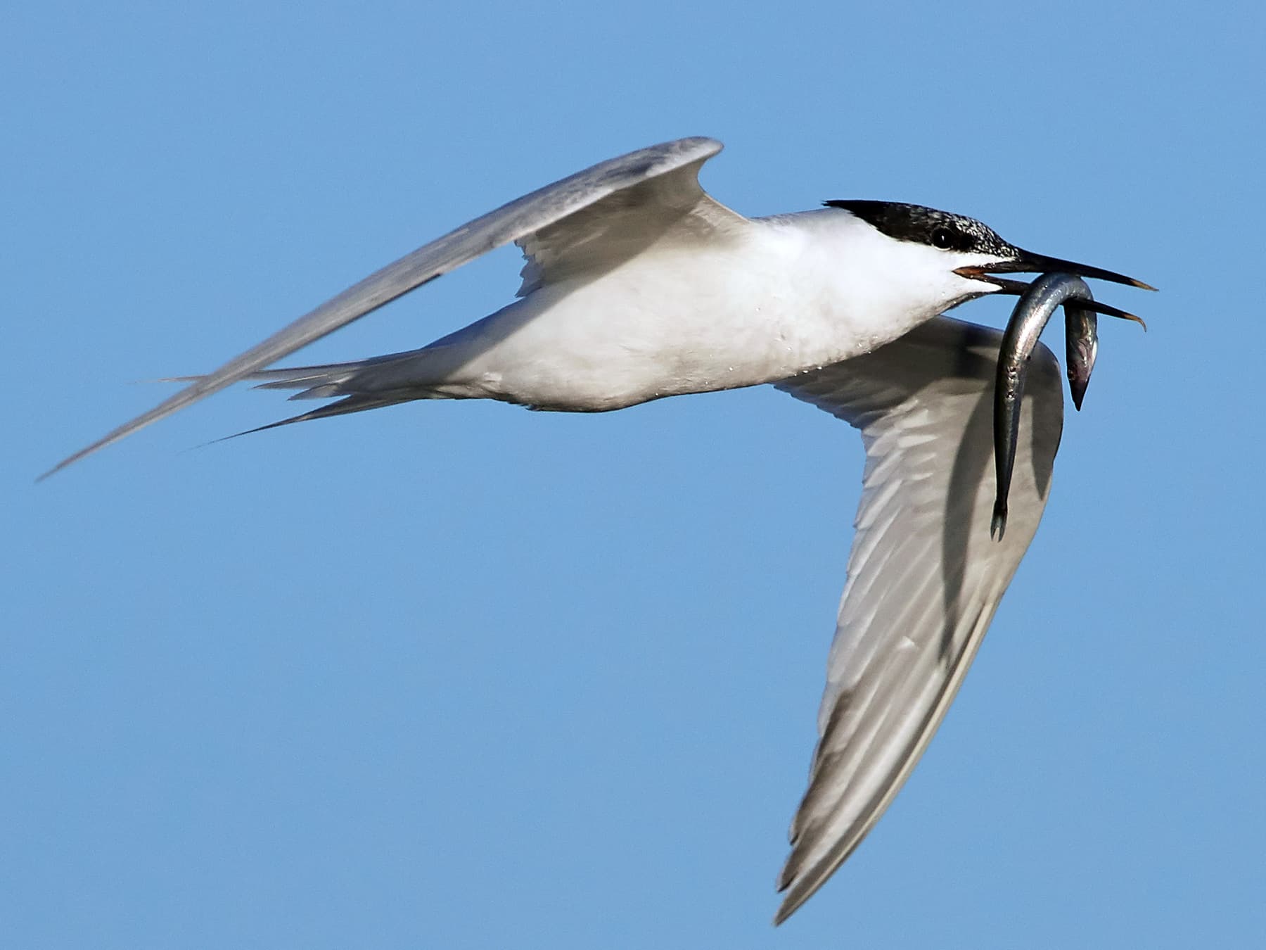Sandwich Tern in-flight with prey in its beak