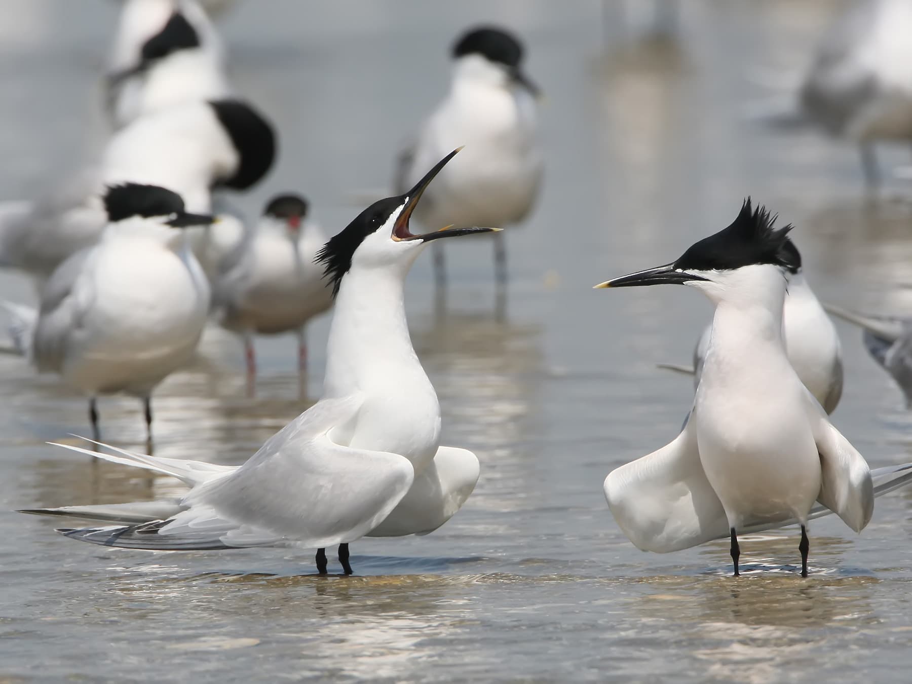 Pair of Sandwich Terns during the breeding season