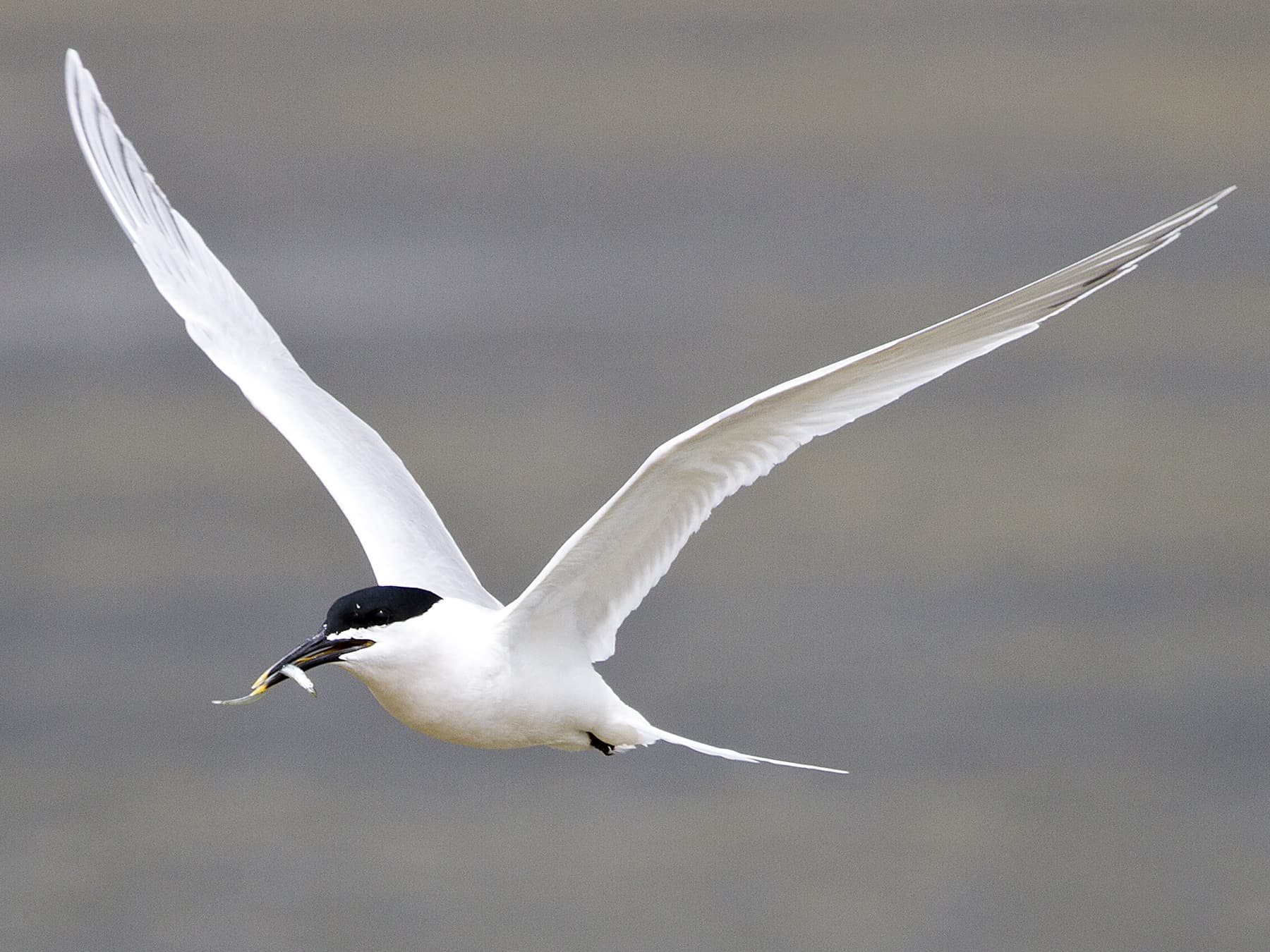 Sandwich Tern in flight with a sea eel in its beak