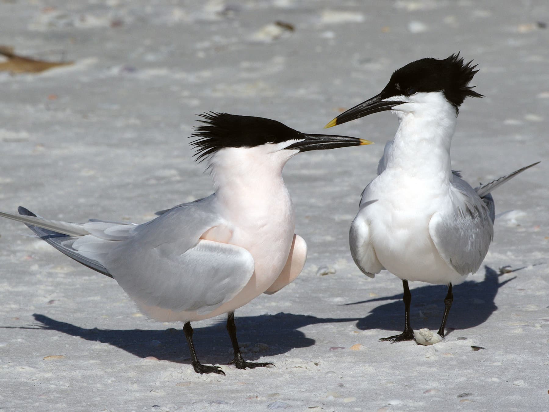 Pair of Sandwich Terns engaged in courtship