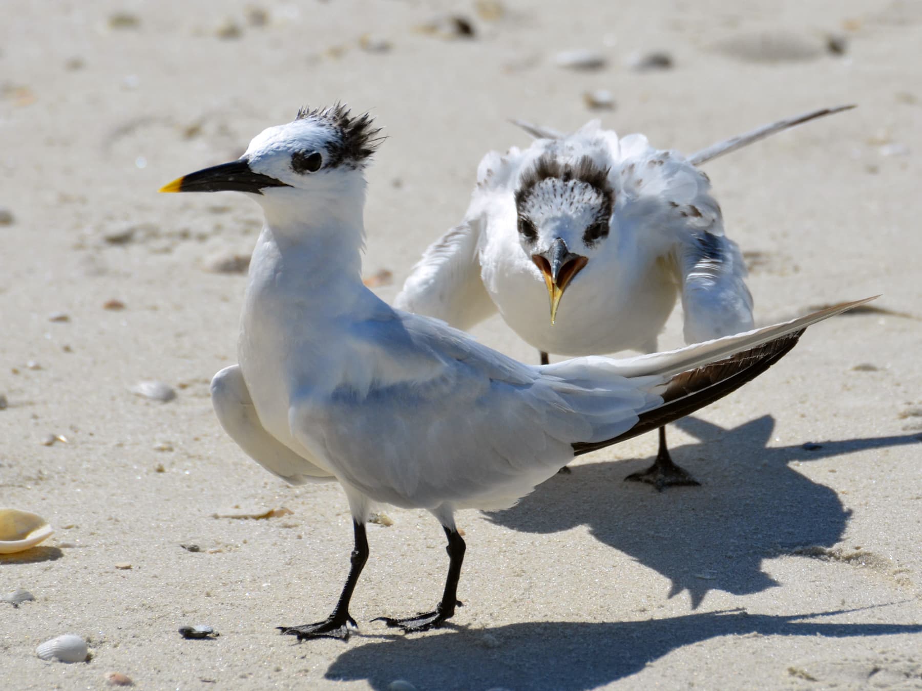 Pair of Sandwich Terns on the beach having a disagreement