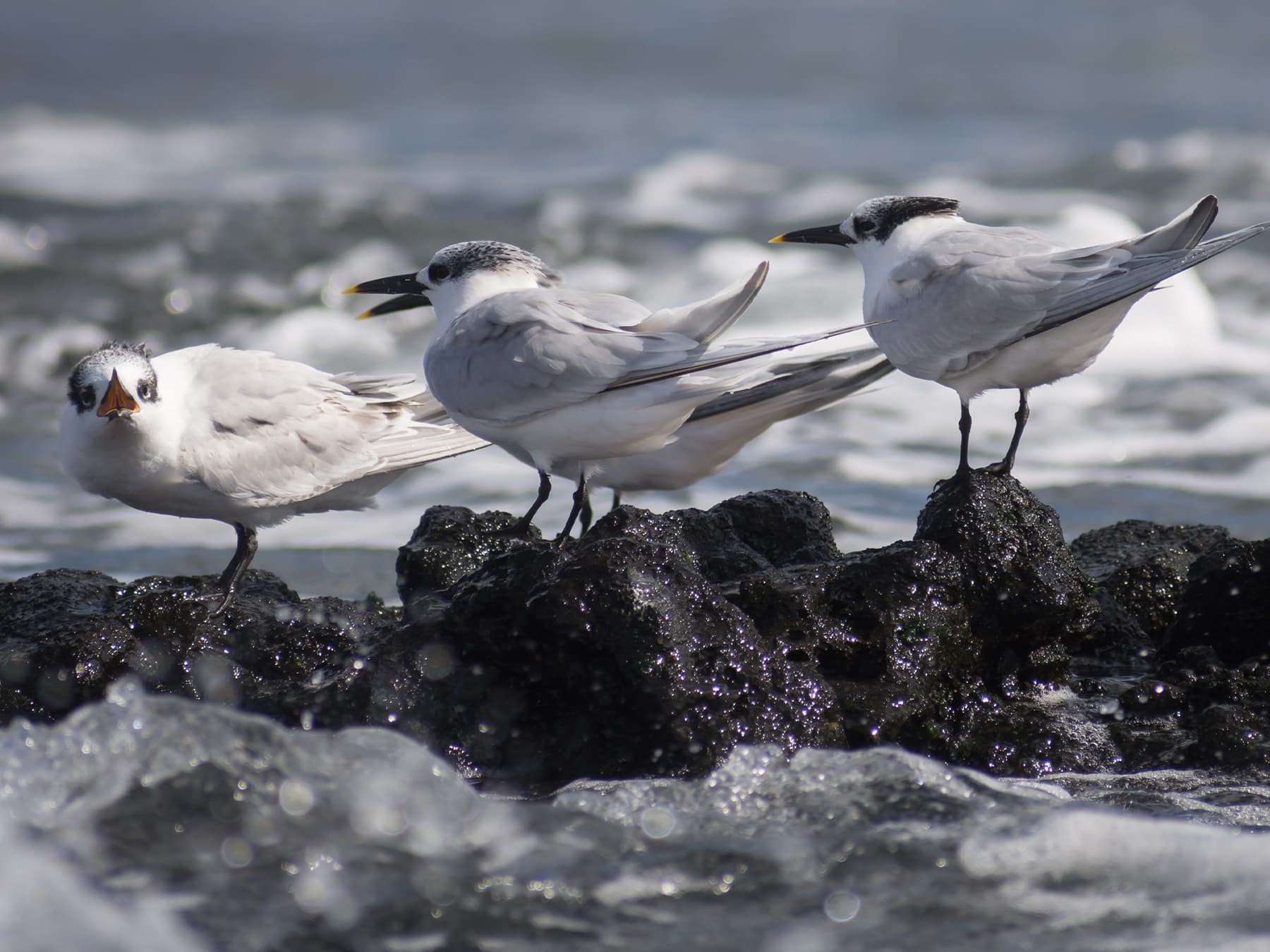 Sandwich Terns standing on rocks by the sea