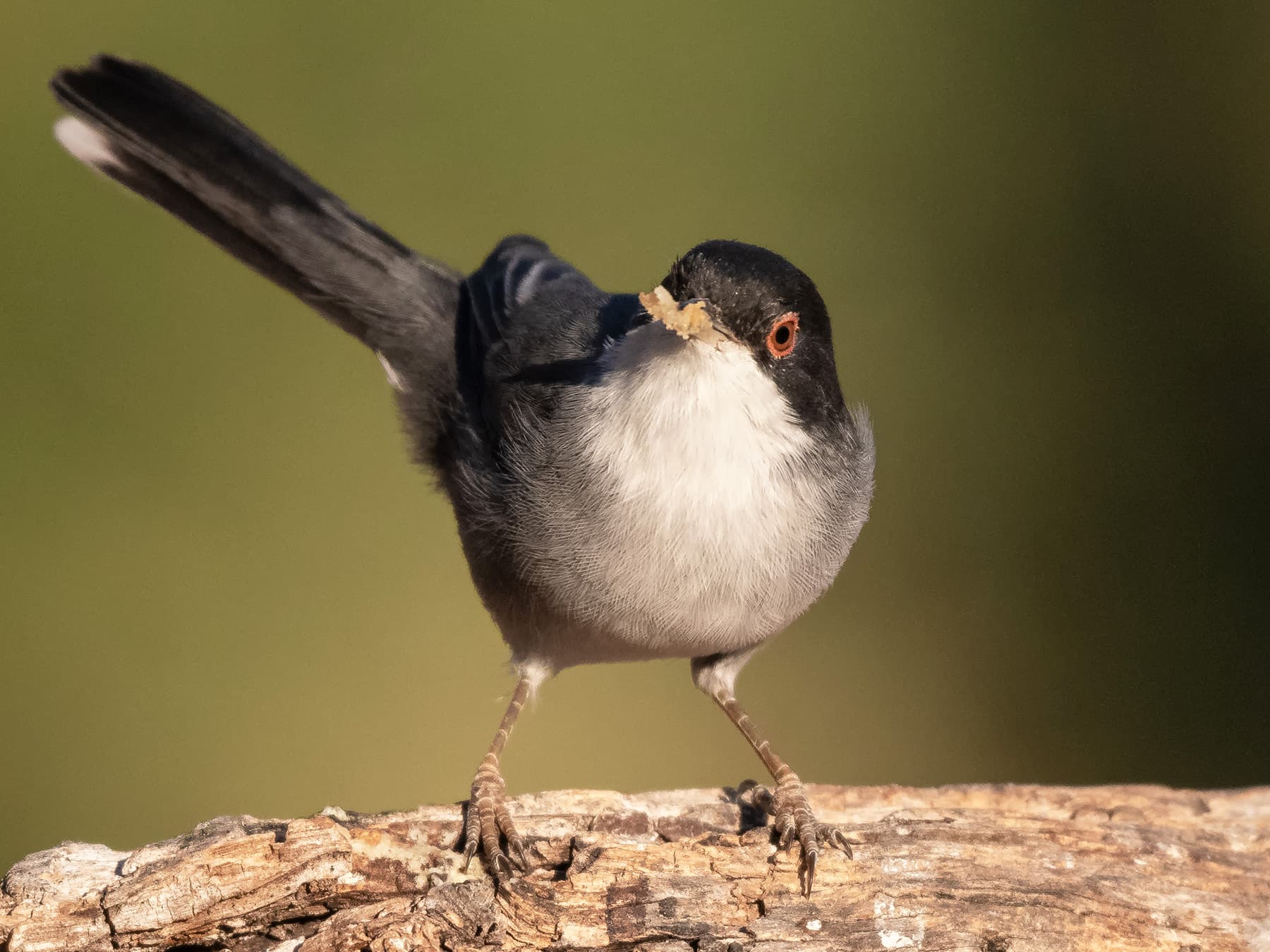 Sardinian Warbler feeding in the forest