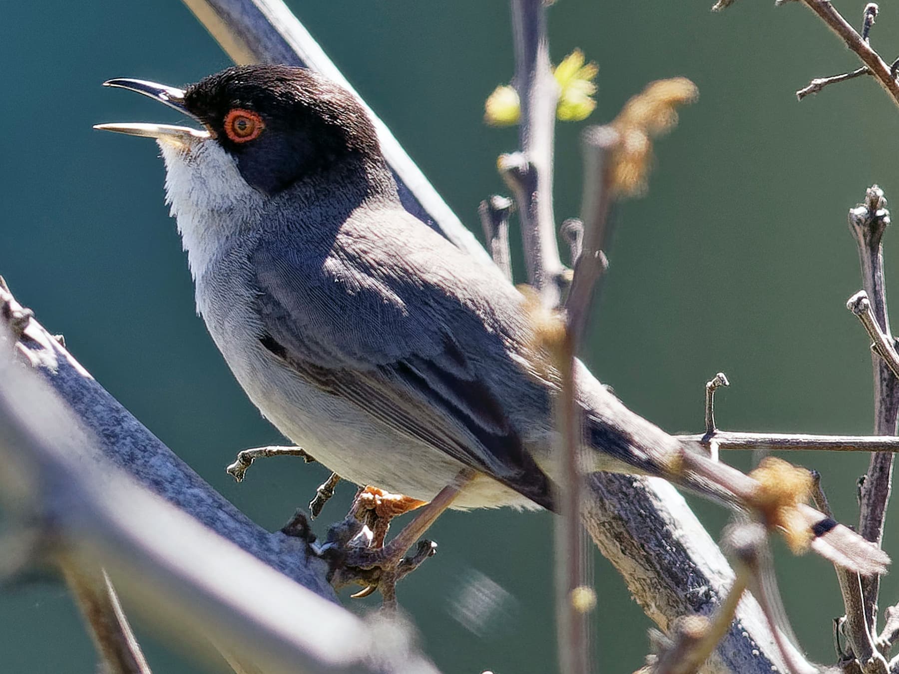 Sardinian Warbler in song
