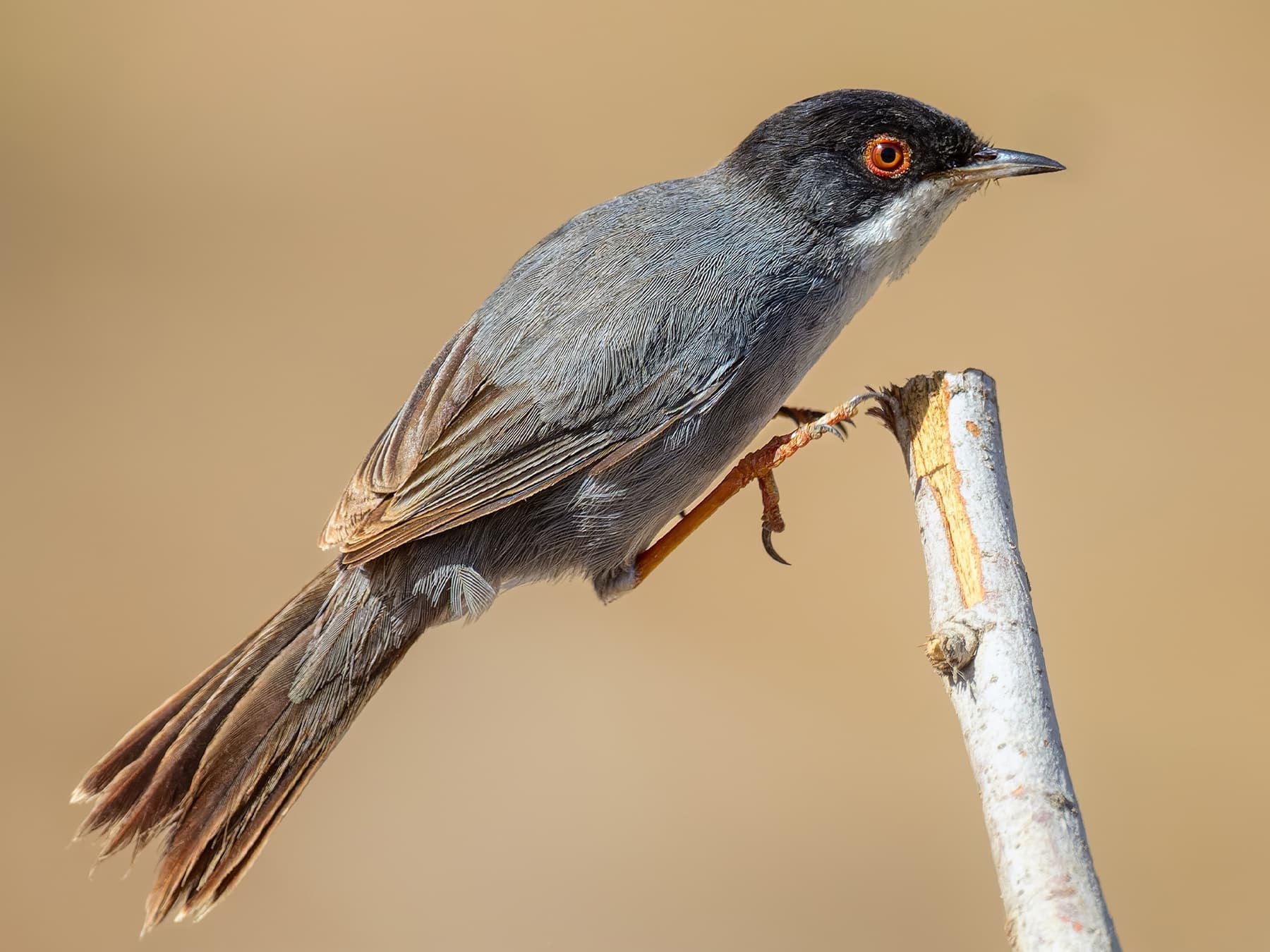 Sardinian Warbler jumping onto the end of a small branch