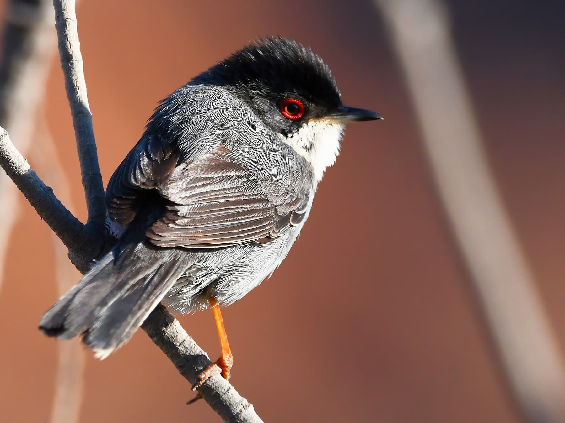 Sardinian Warbler perching in its natural habitat