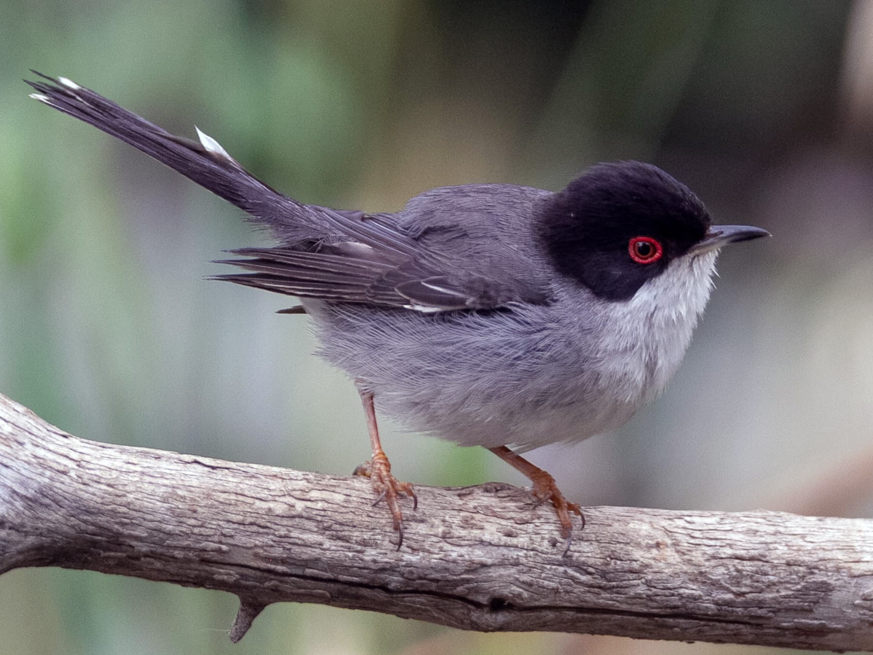 Sardinian Warbler perching on a branch