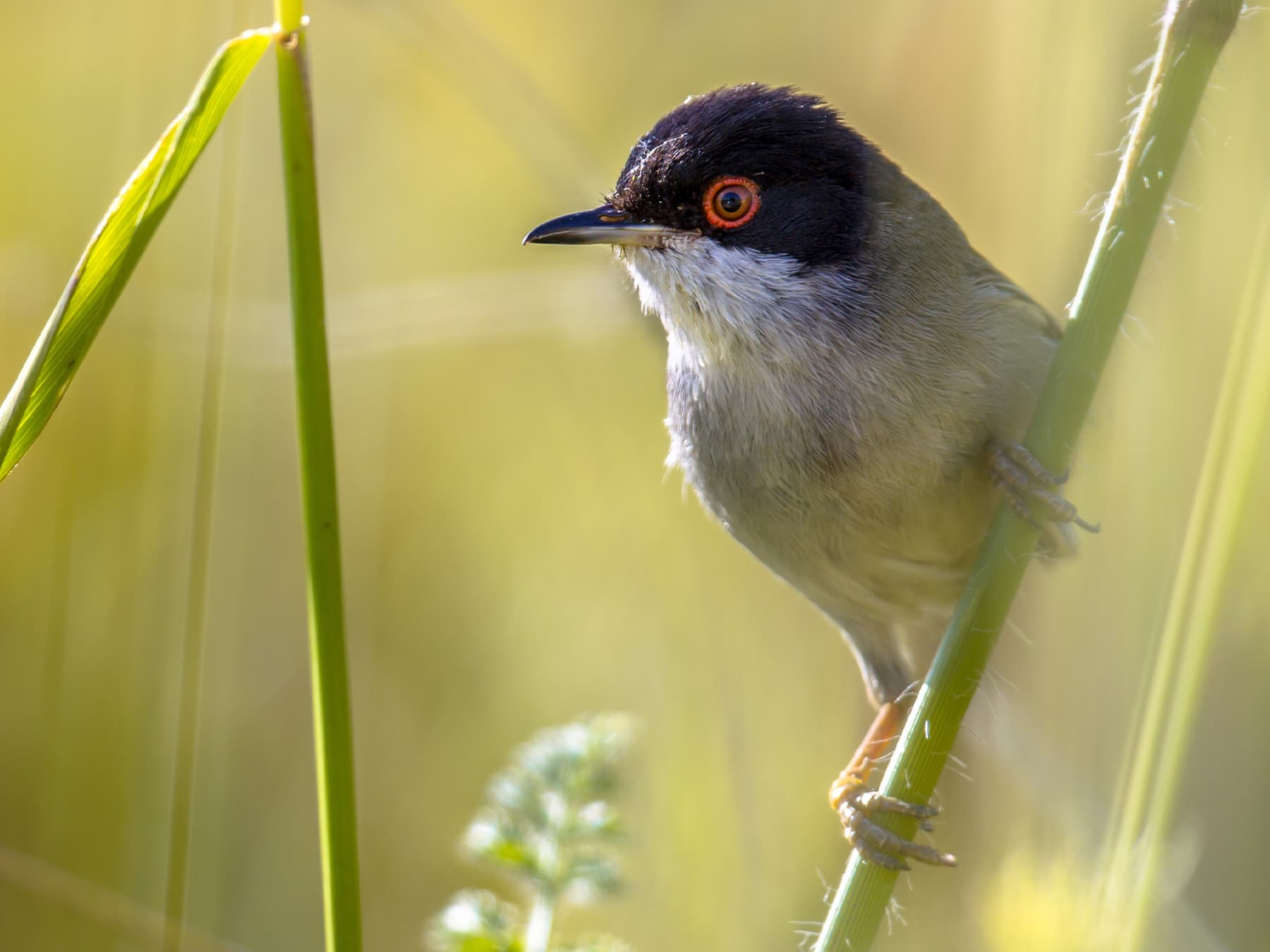 Sardinian Warbler perching in the long grass