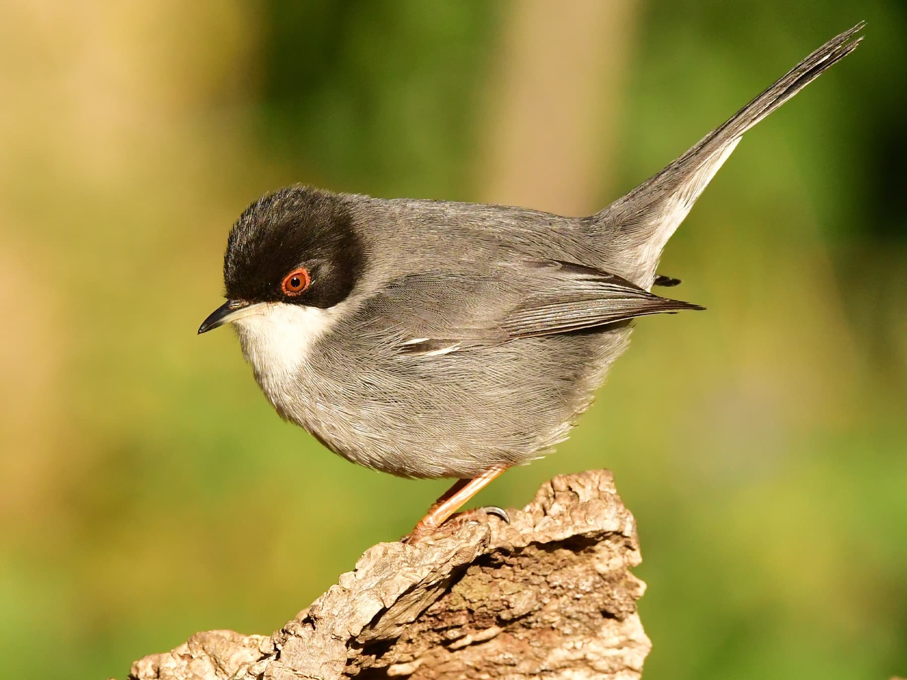 Sardinian Warbler resting on top of a small branch