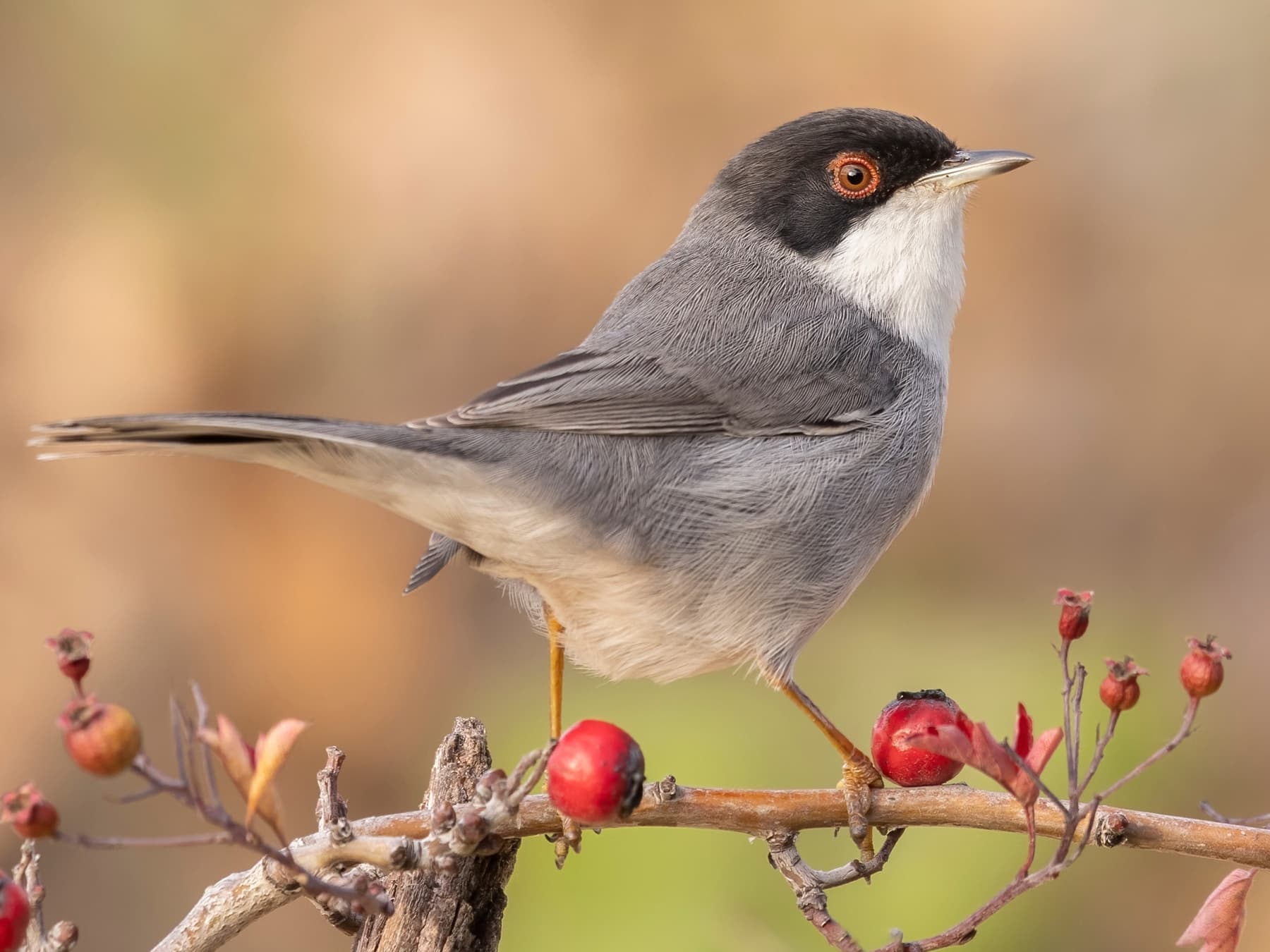 Sardinian Warbler standing in natural habitat