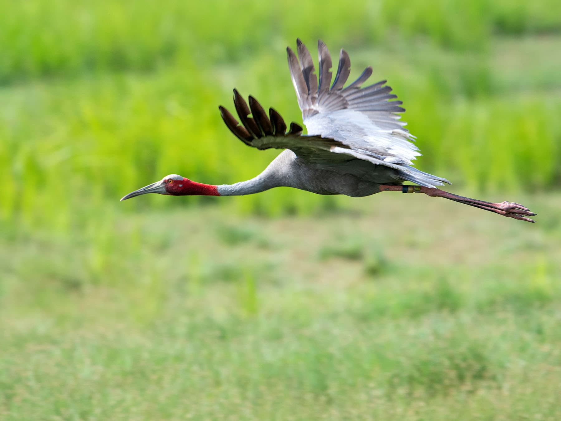 Sarus Crane in-flight