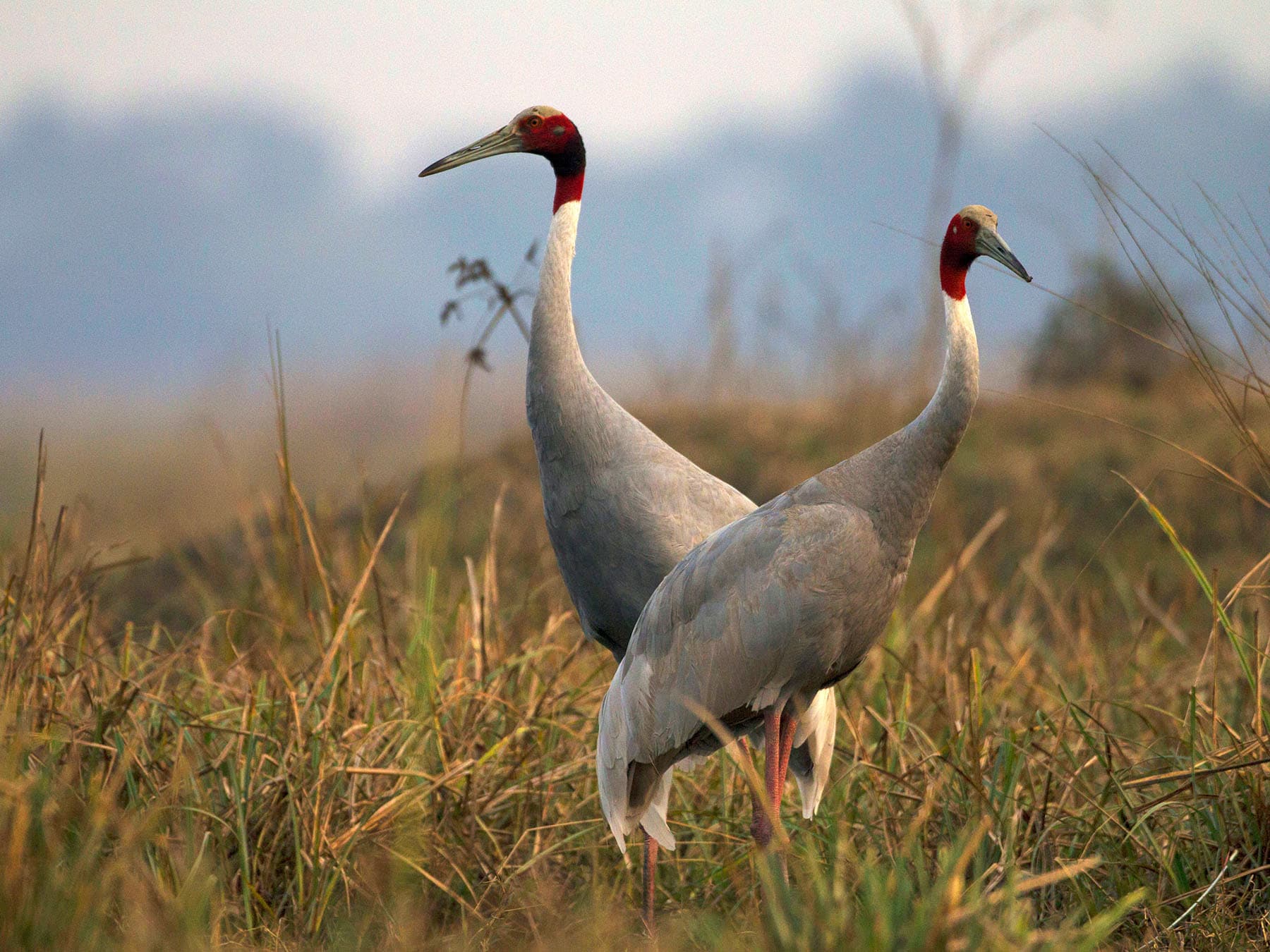 Pair of Sarus Cranes in natural habitat
