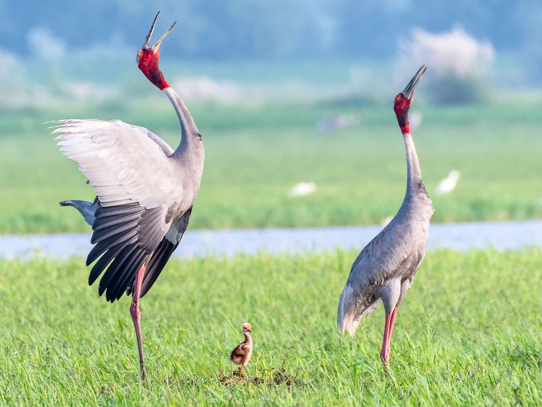 Pair of Sarus Cranes with chick