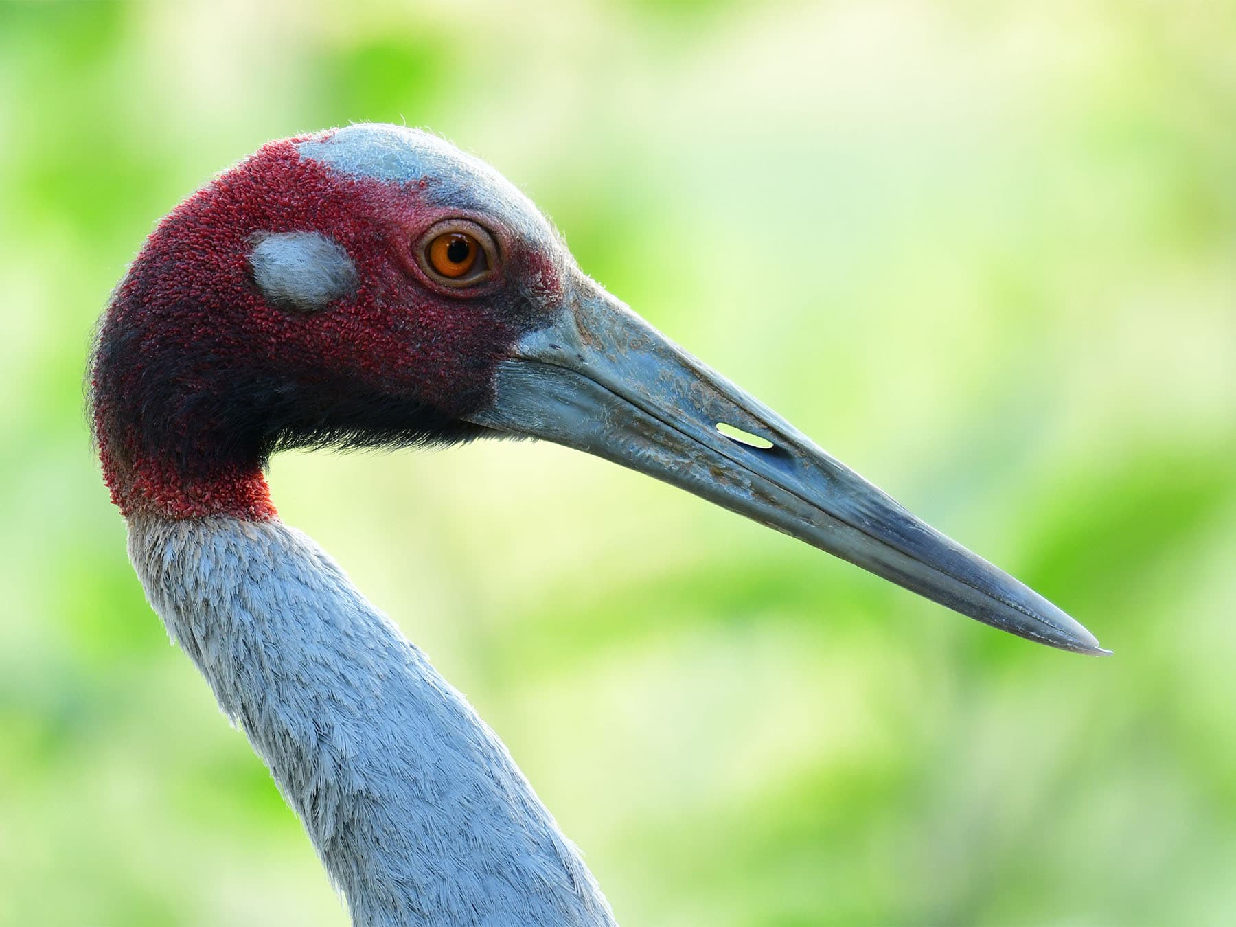 Portrait of a Sarus Crane