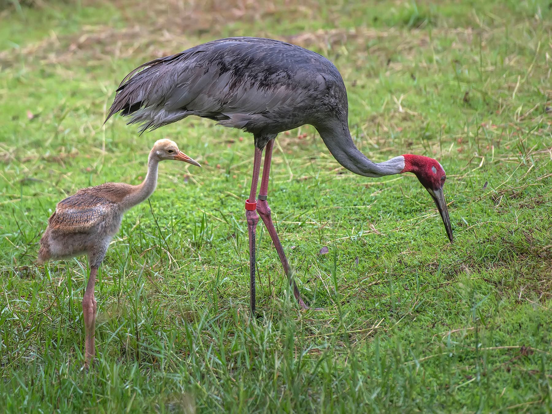 Sarus Crane adult with young