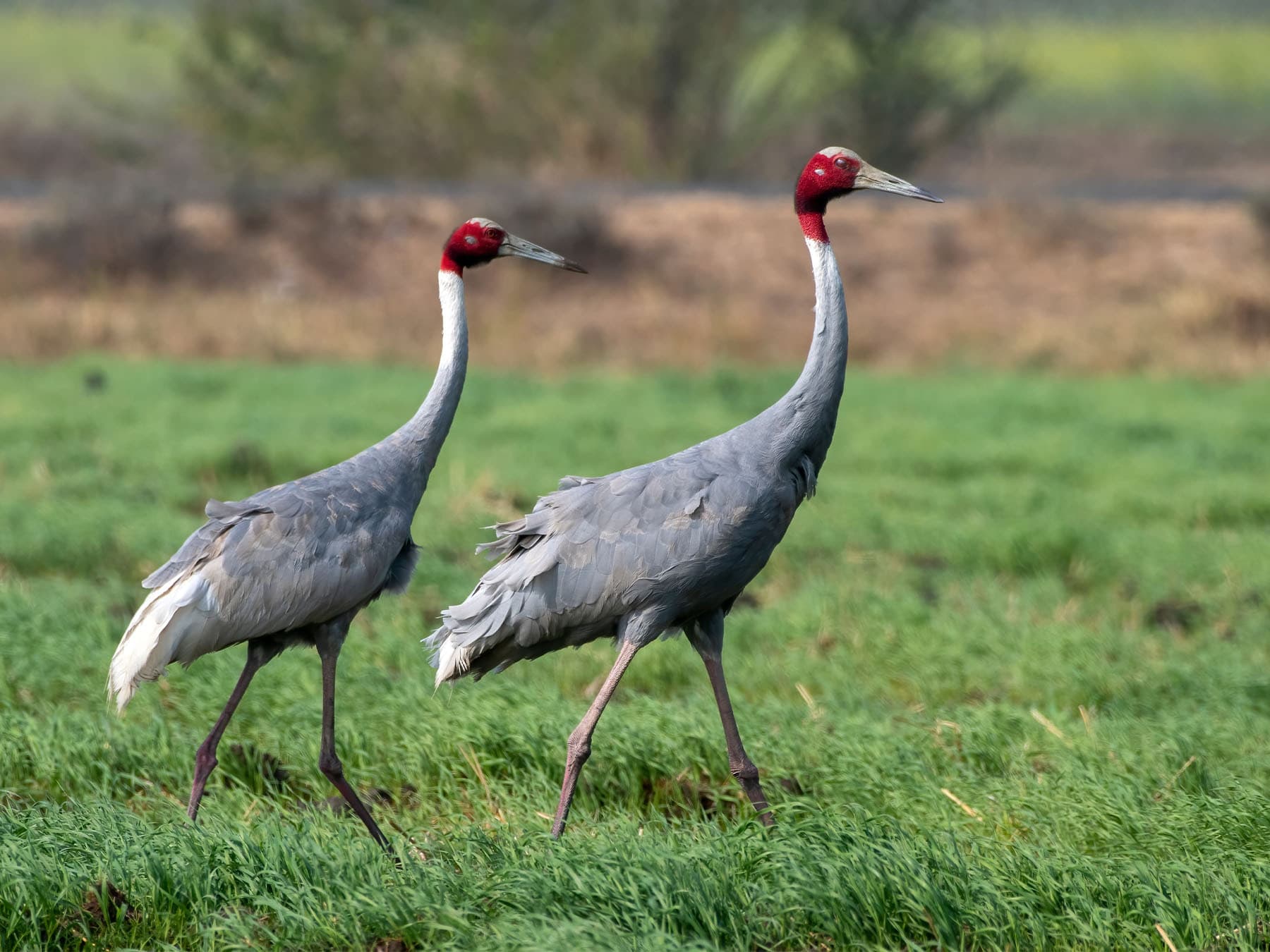 Sarus Crane