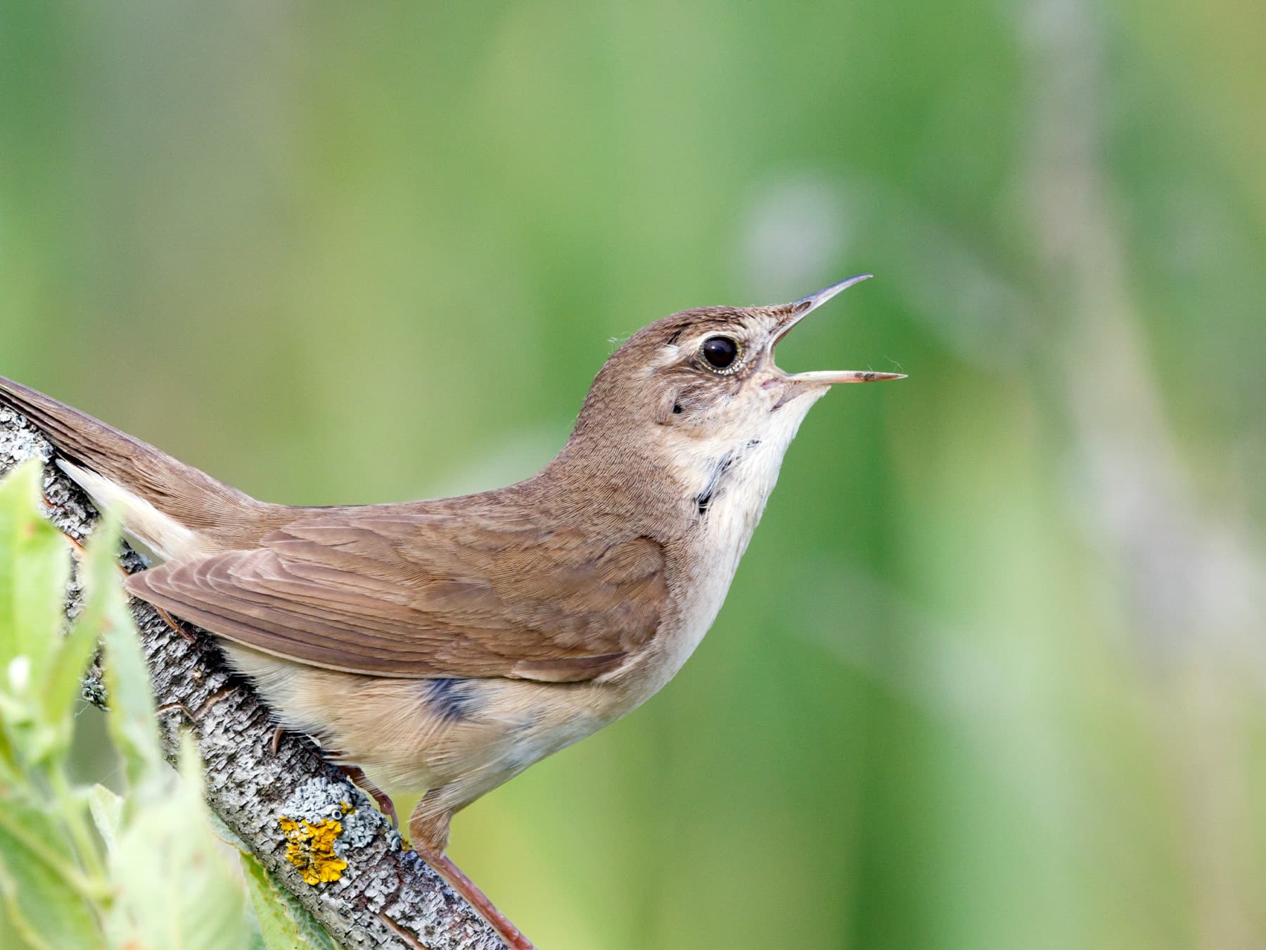 Savi's Warbler perching in the reedbed singing