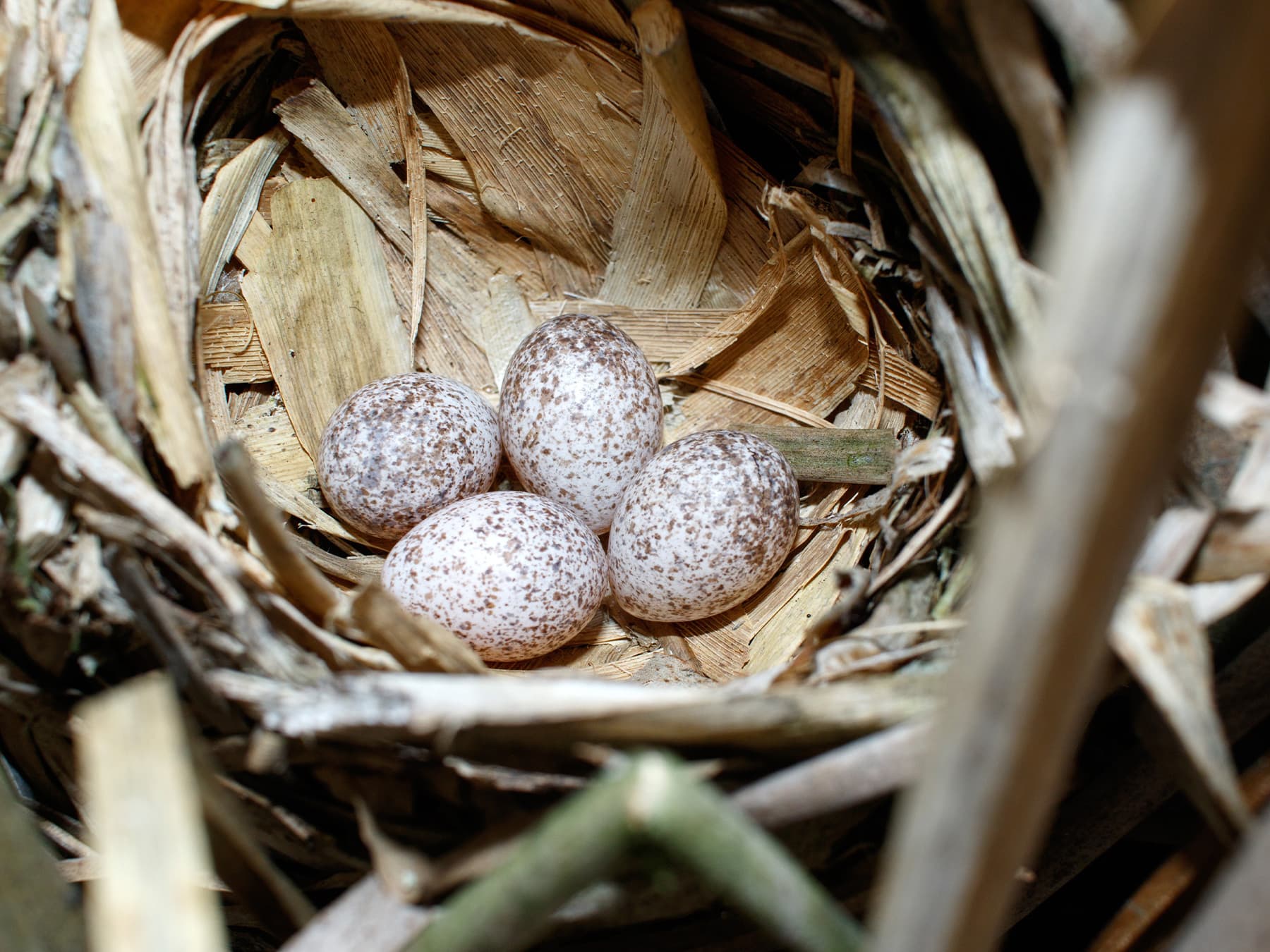 The nest of a Savi's Warbler with four eggs