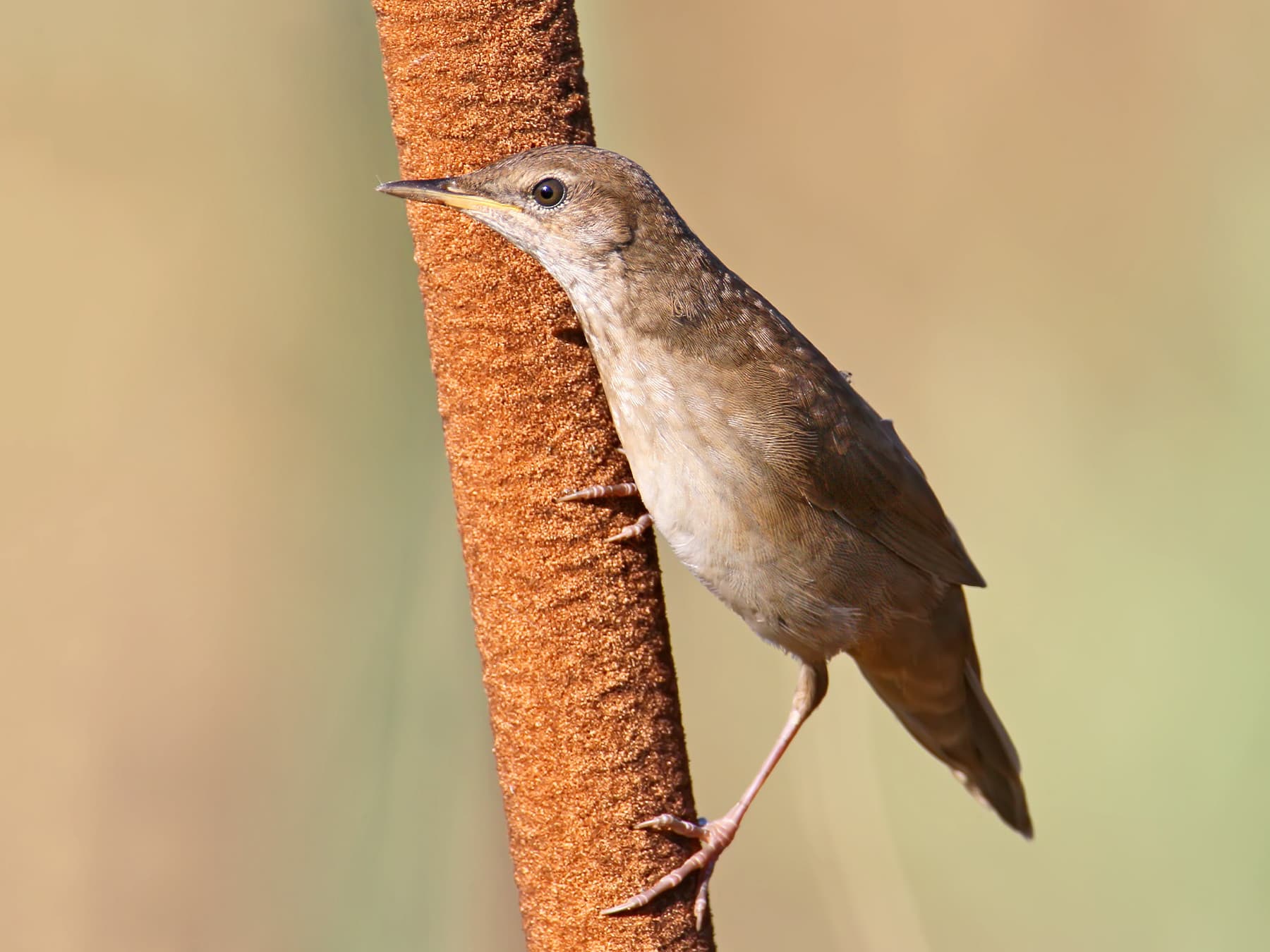 Savi's Warbler perching on a bulrush