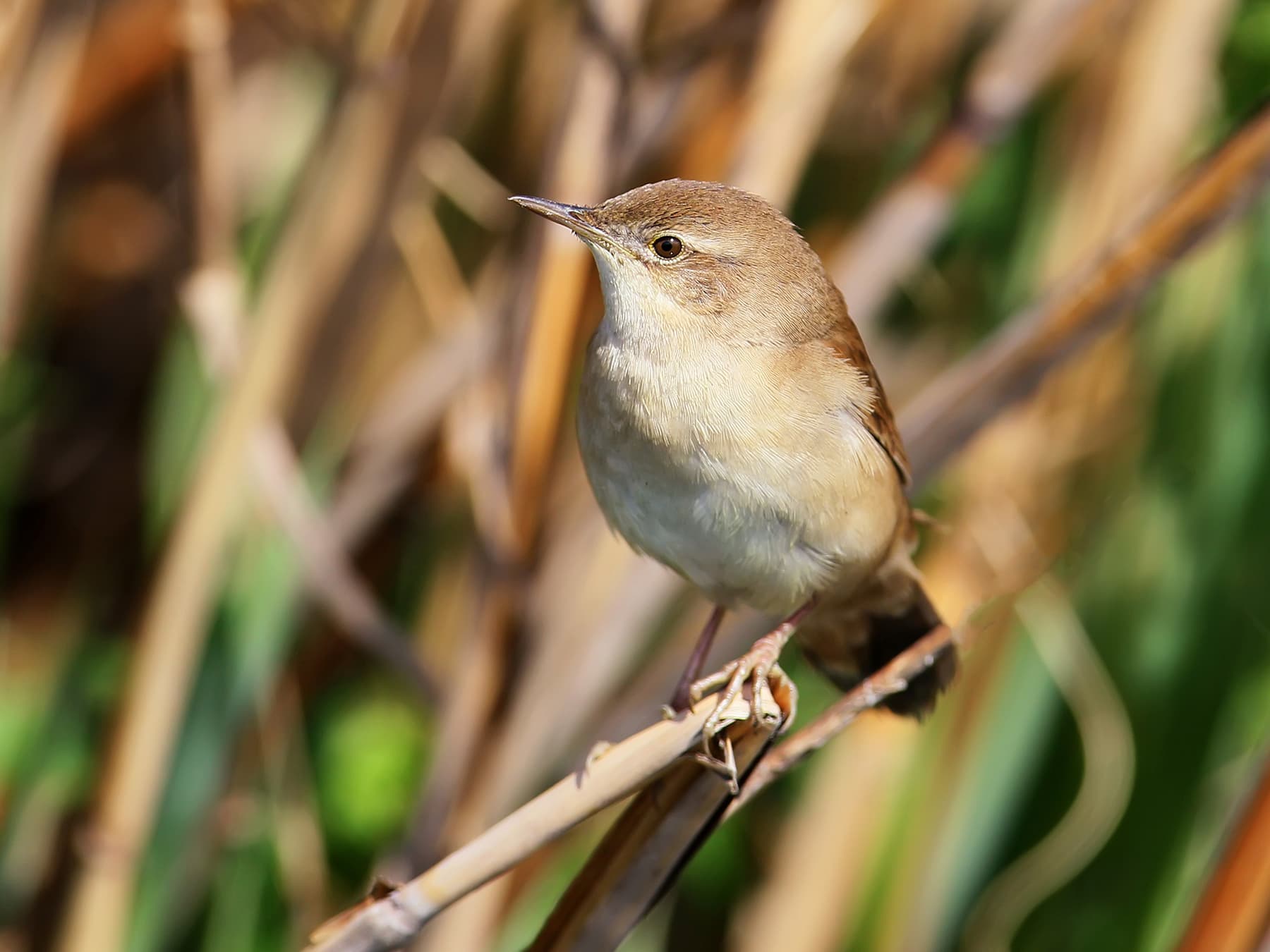 Savi's Warbler perching in the marshy reedbeds
