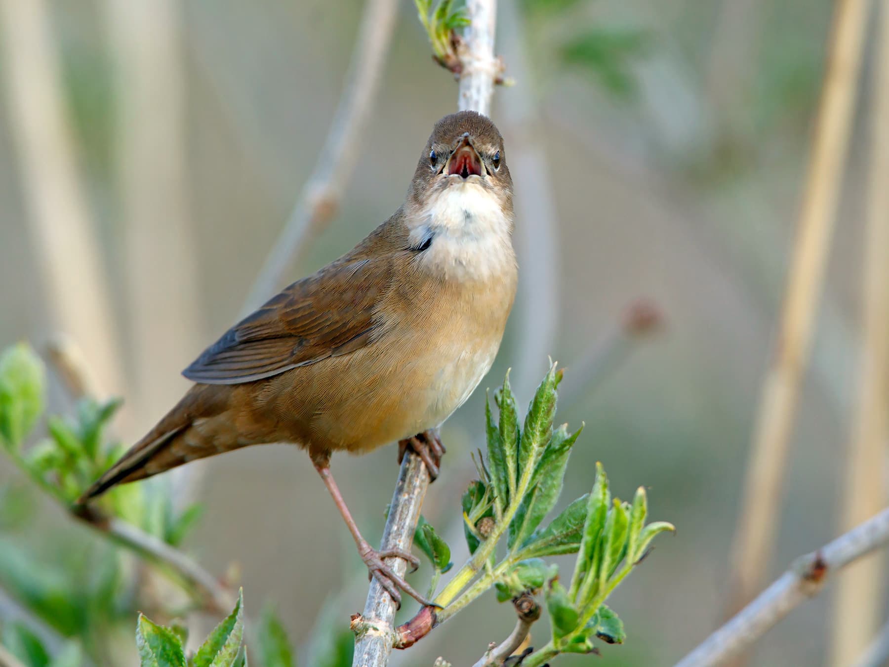 Savi's Warbler in song