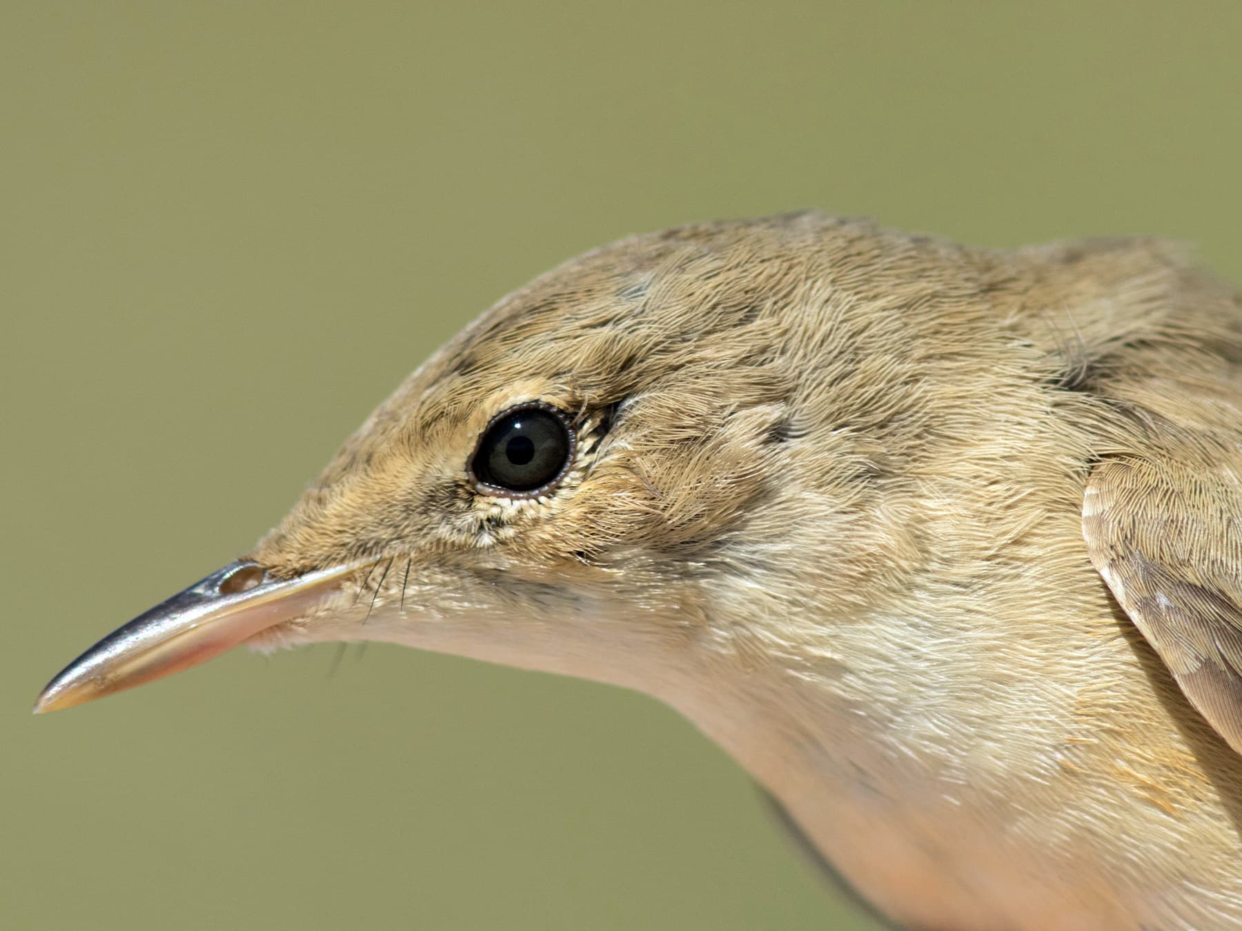 Portrait of a Savi's Warbler