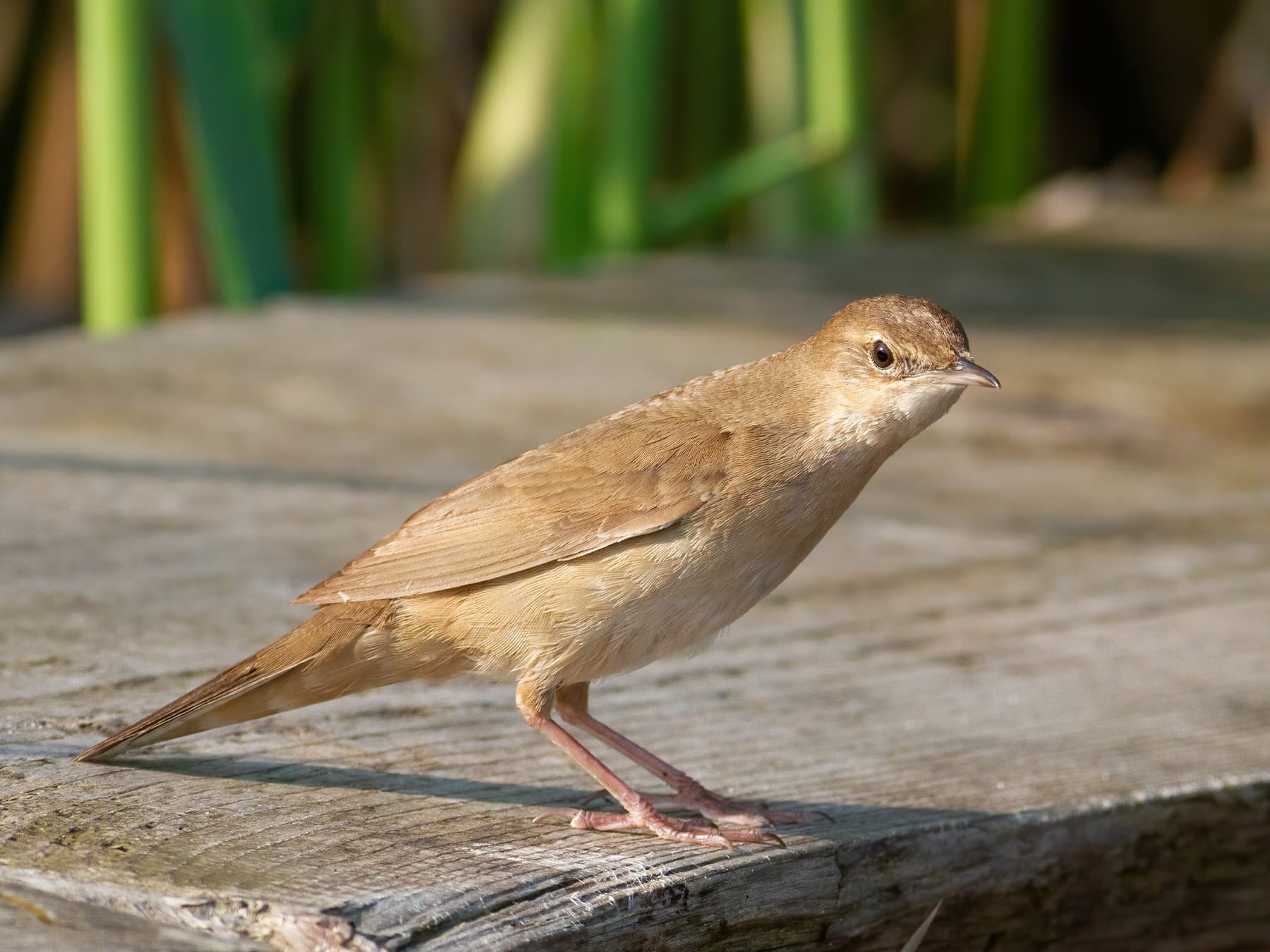 Savi's Warbler standing on a wooden bridge by the river