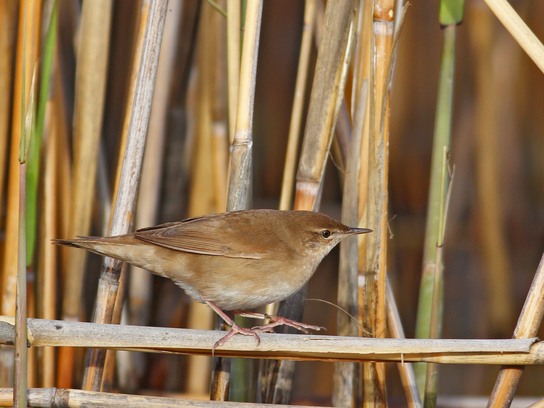 Savi's Warbler in natural habitat