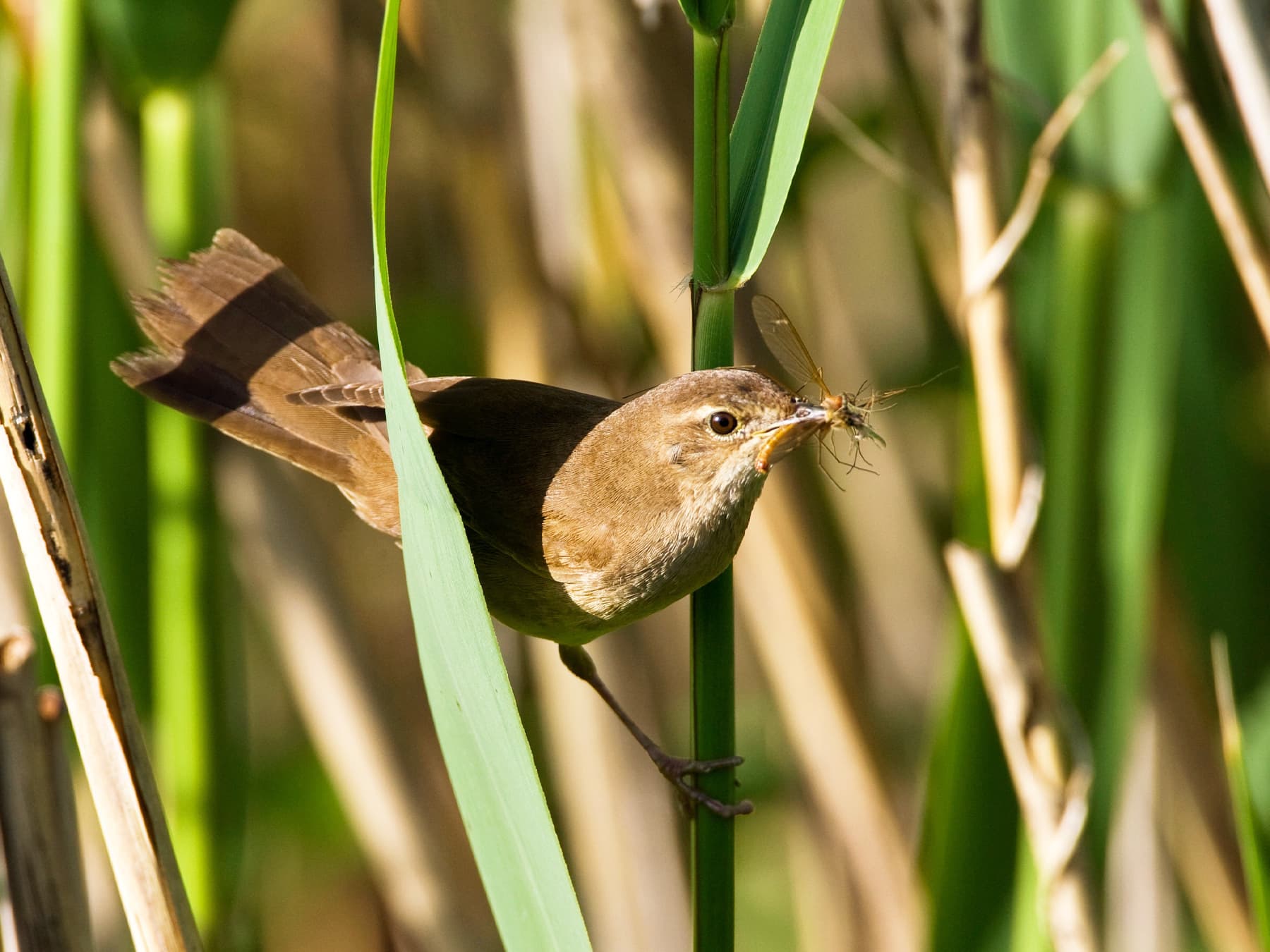 Savi's Warbler with insects in its beak