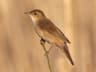 Savi's Warbler