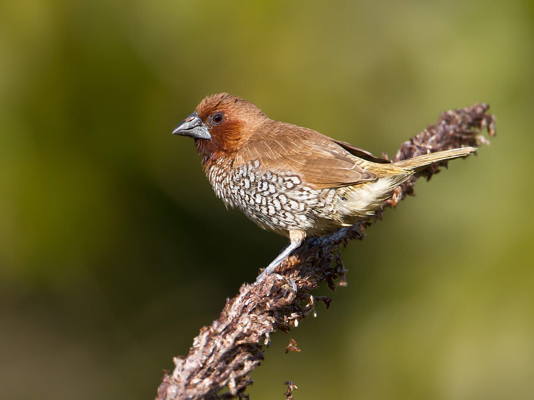 Scaly-breasted Munia